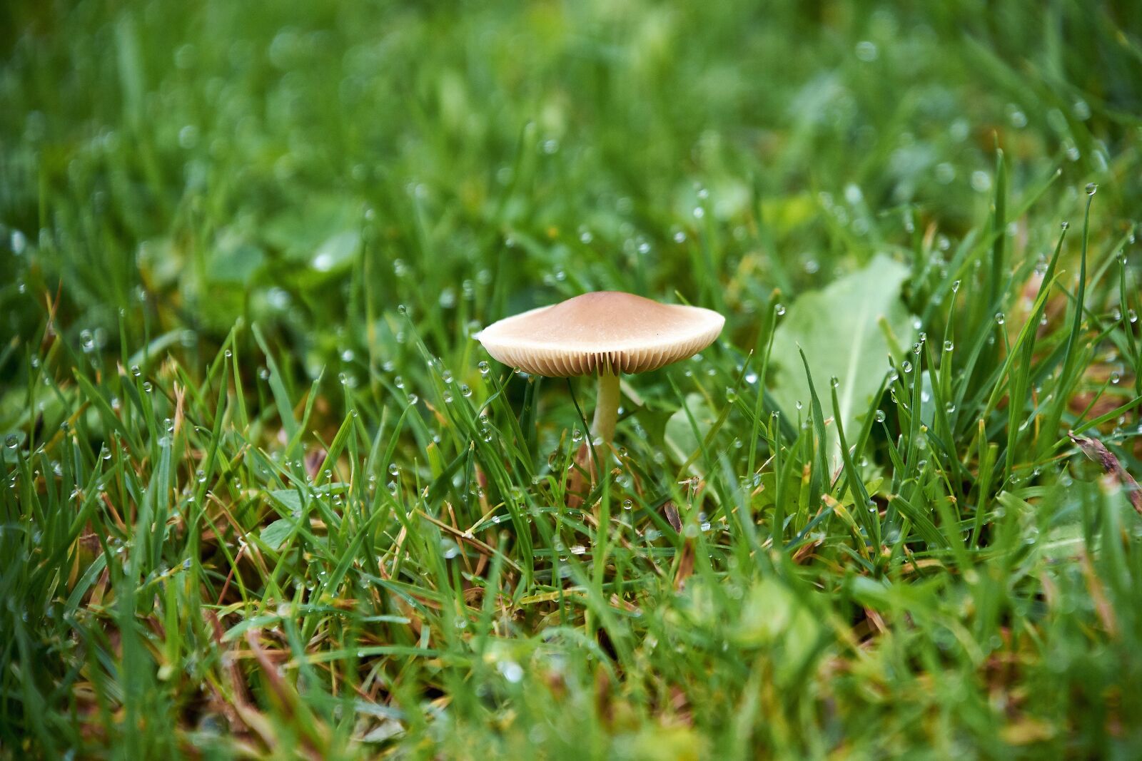 Nikon D7200 sample photo. Nature, mushrooms, mushroom photography