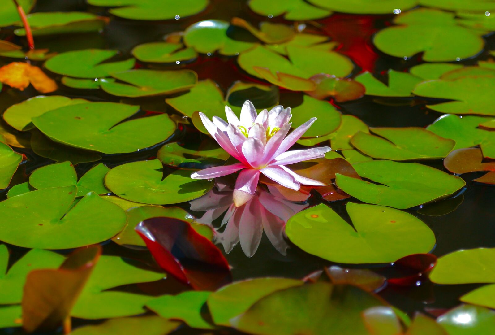 Canon EOS 5D Mark IV sample photo. Waterlily, flower, lake photography