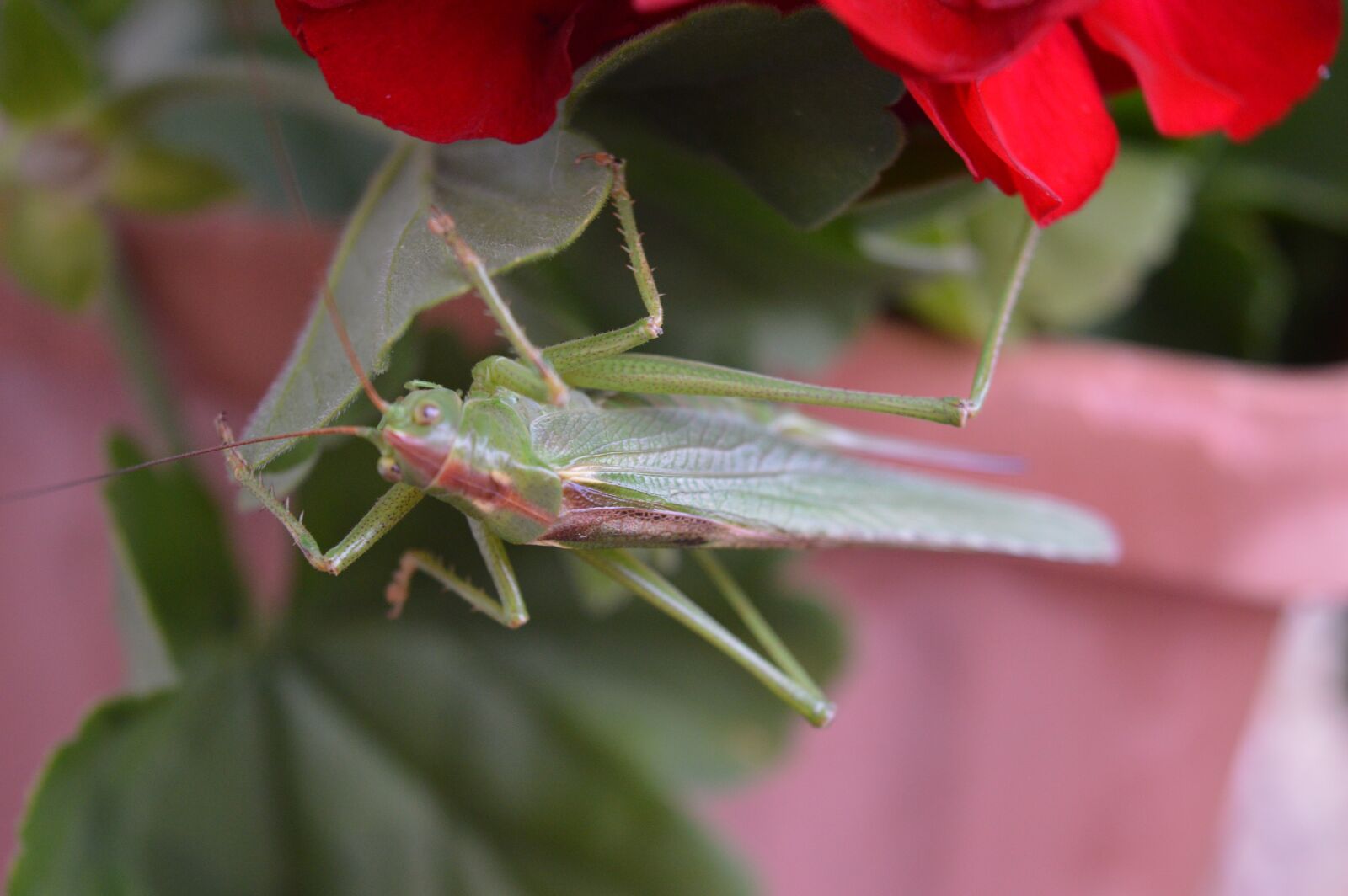 Nikon D3200 sample photo. Grasshopper, green grashopper, insect photography