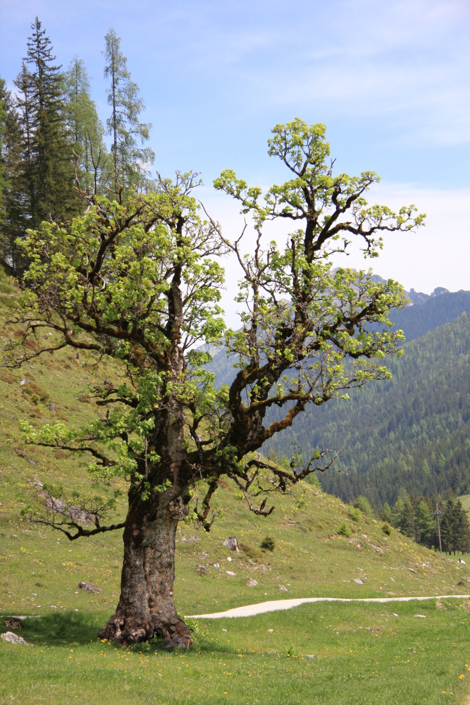 Canon EOS 40D sample photo. Tree, meadow, landscape photography