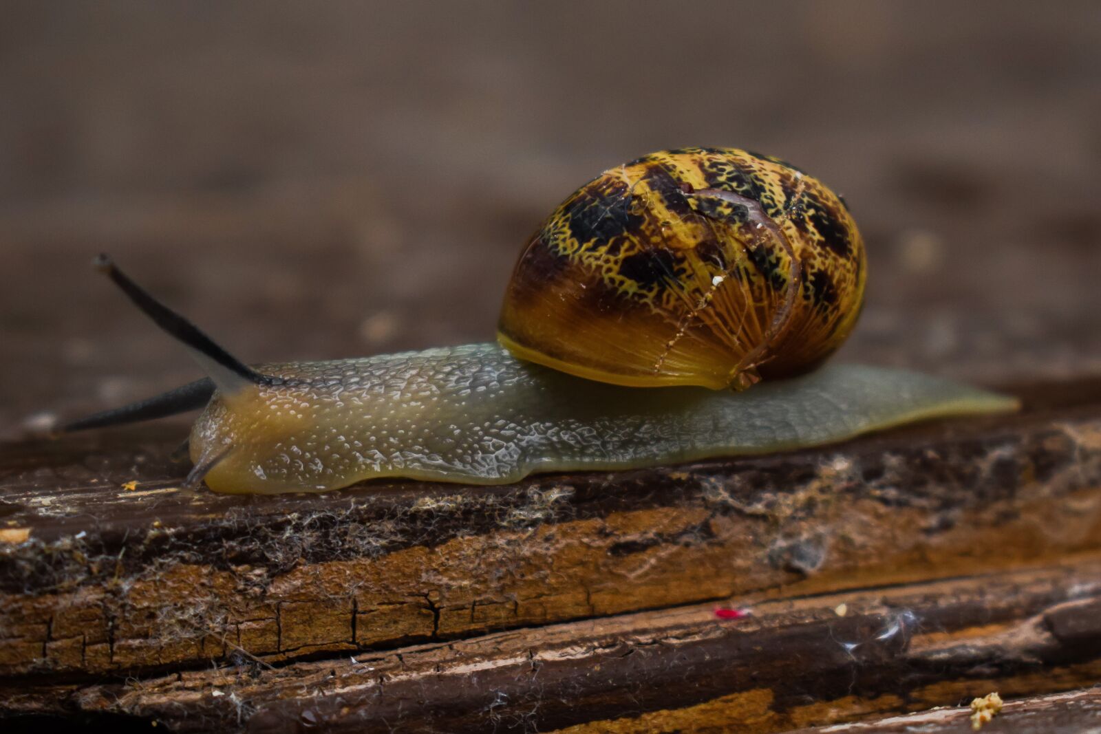 Nikon D3300 sample photo. Slow, snail, gastropod photography