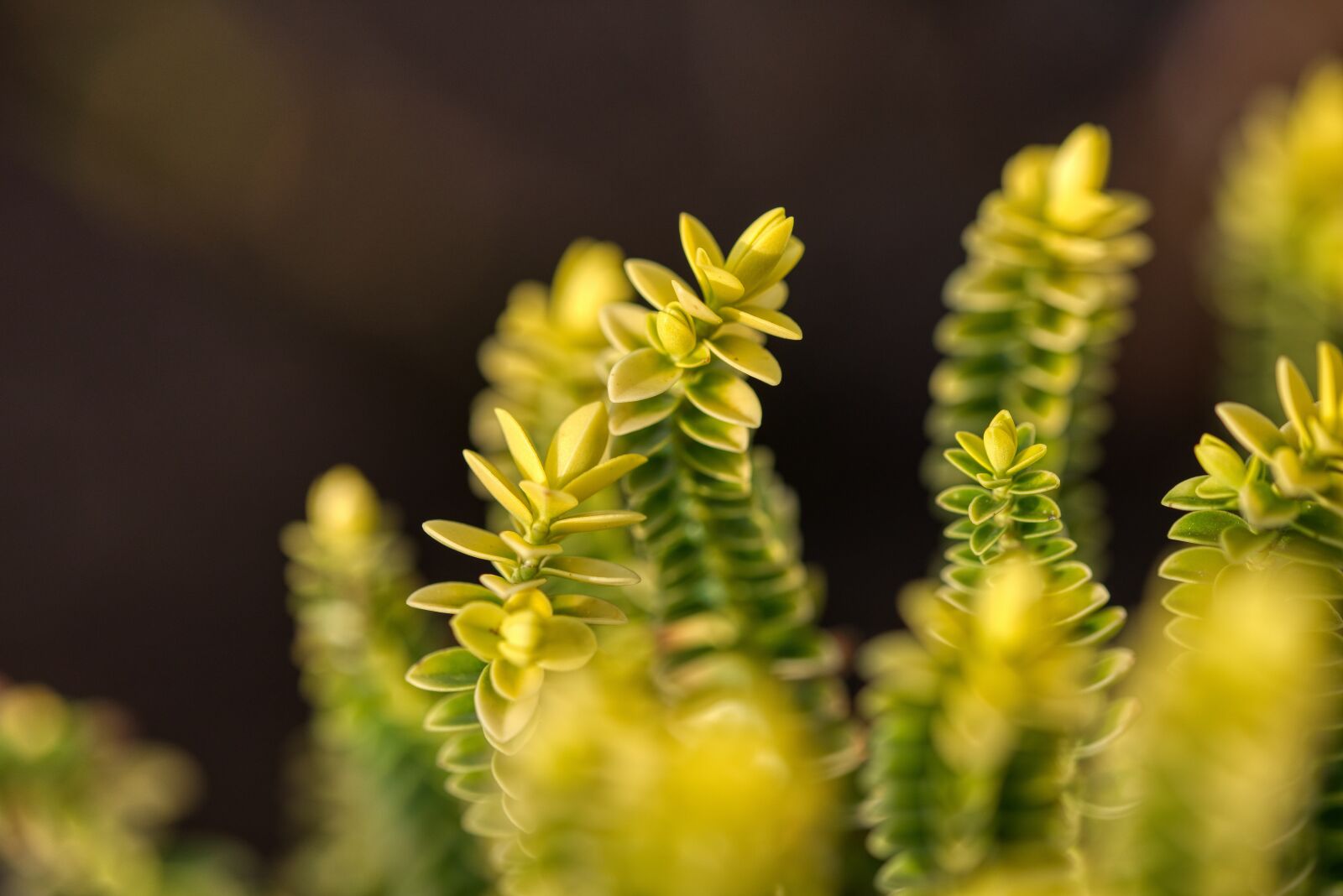 Nikon D750 sample photo. Stone crusher, stonecrop, thick photography