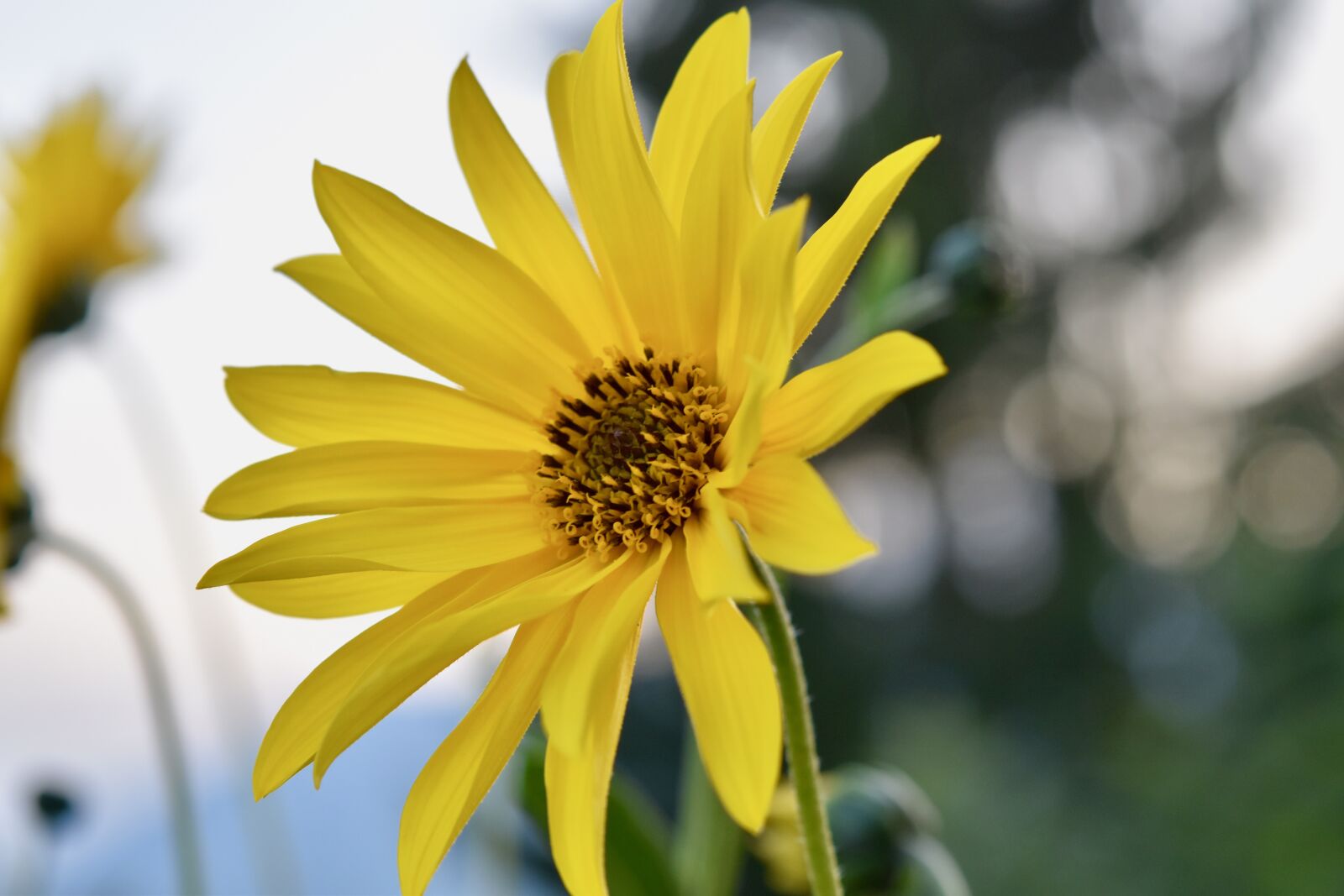 Nikon D5600 sample photo. Flower, daisy flower, yellow photography