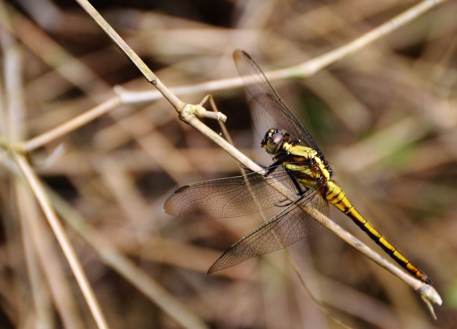 Nikon D5100 sample photo. Dragonfly, the branches of photography