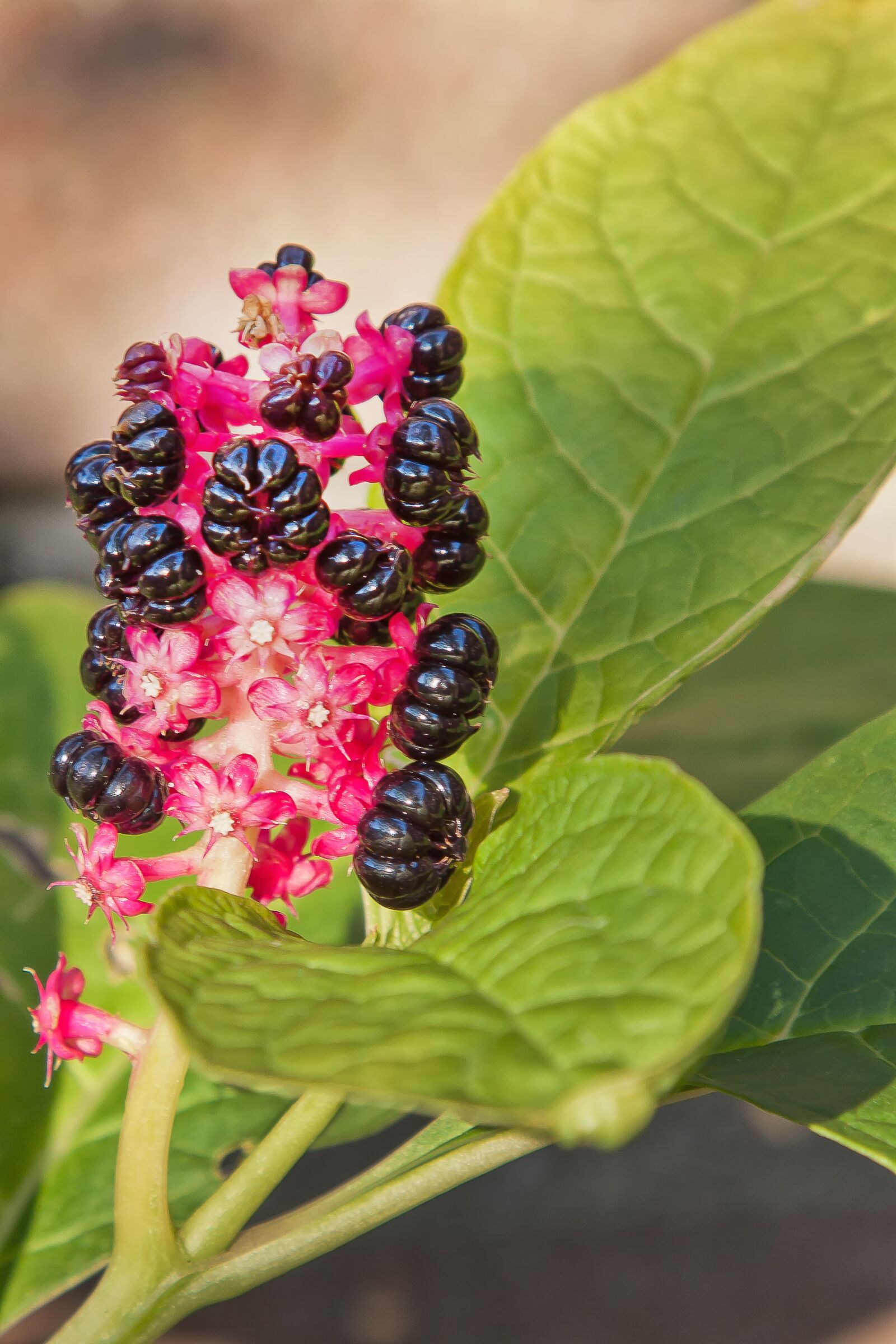 Canon EOS 50D sample photo. Pokeweed, toxic, medicinal plant photography