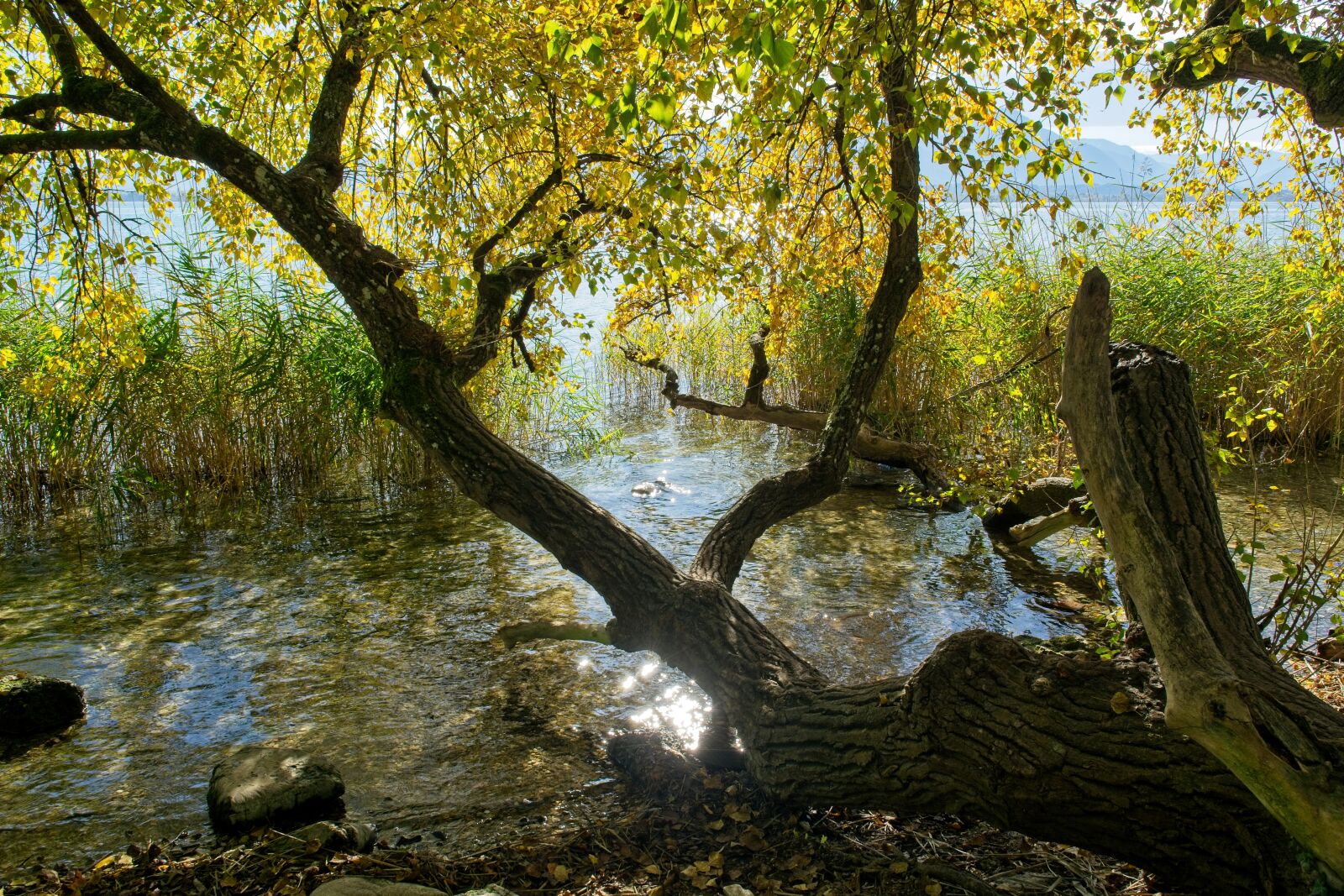 Nikon D7100 sample photo. Autumn, tree, lying photography