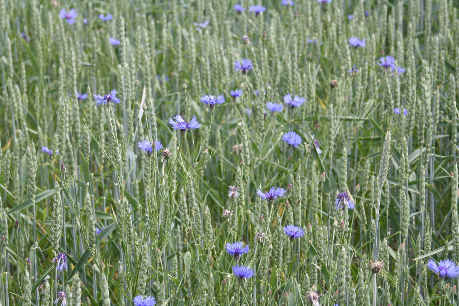 Canon EOS 1000D (EOS Digital Rebel XS / EOS Kiss F) sample photo. Wheat, summer, field photography