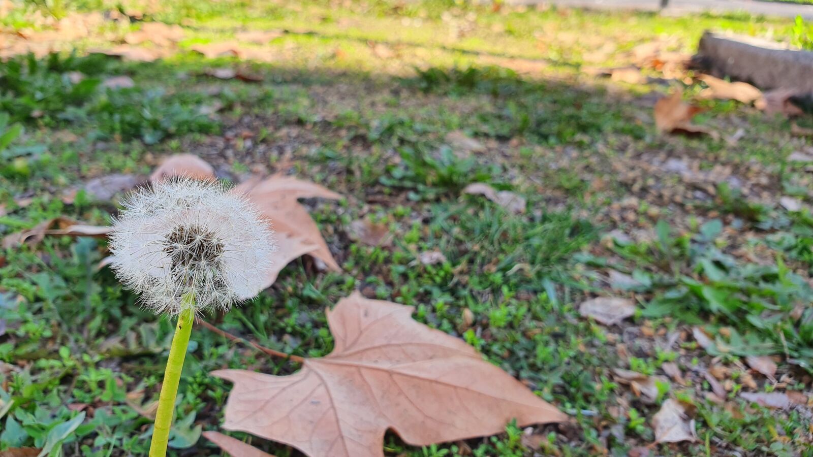 Samsung Galaxy S10+ sample photo. Garden, nature, flower photography