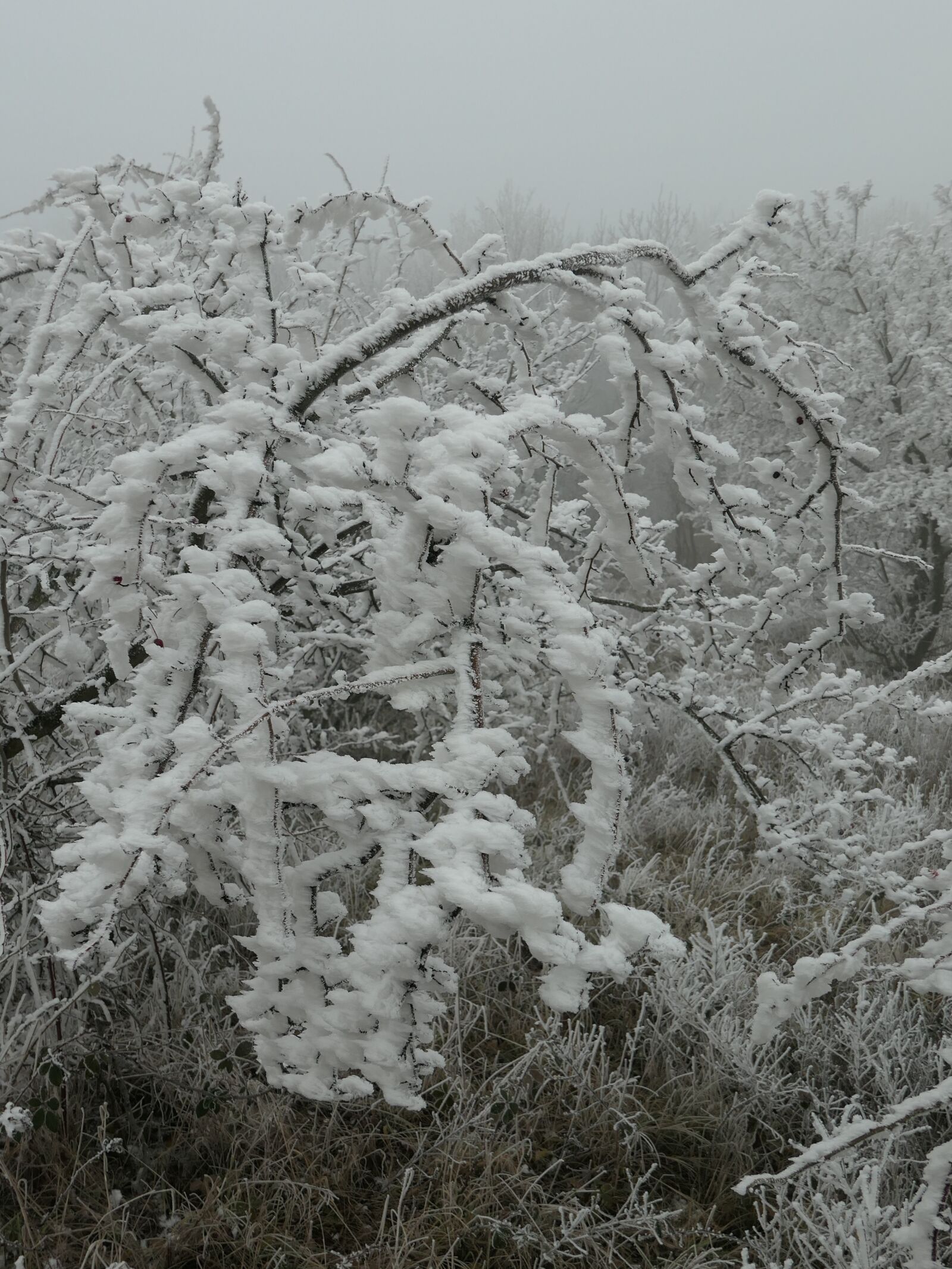 Panasonic Lumix DMC-LX10 (Lumix DMC-LX15) sample photo. Snow, the fog, shrub photography