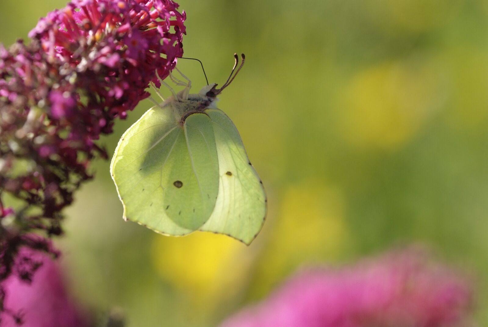 Fujifilm FinePix S5 Pro sample photo. Gonepteryx rhamni, butterfly, meadow photography
