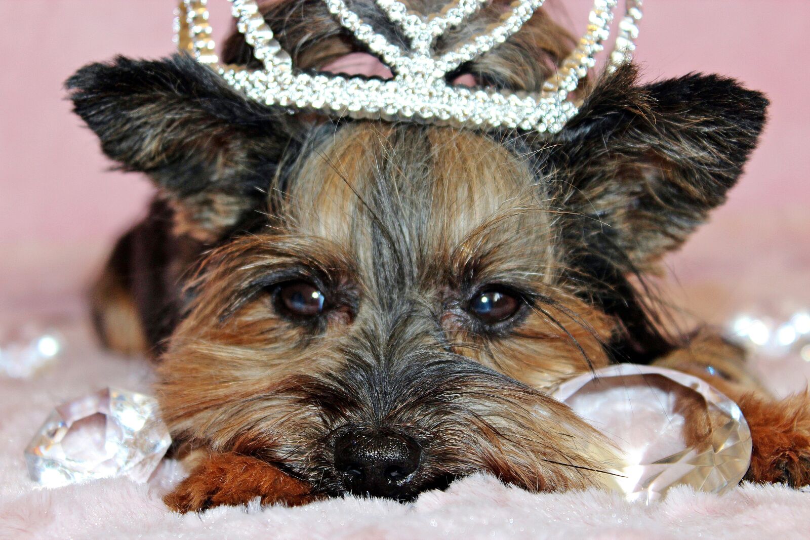 Canon EOS 600D (Rebel EOS T3i / EOS Kiss X5) sample photo. Yorkshire terrier, dog, portrait photography
