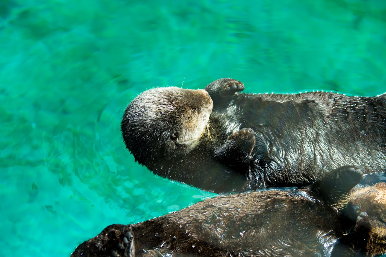 Nikon D4S sample photo. Animal, zoo, cute photography