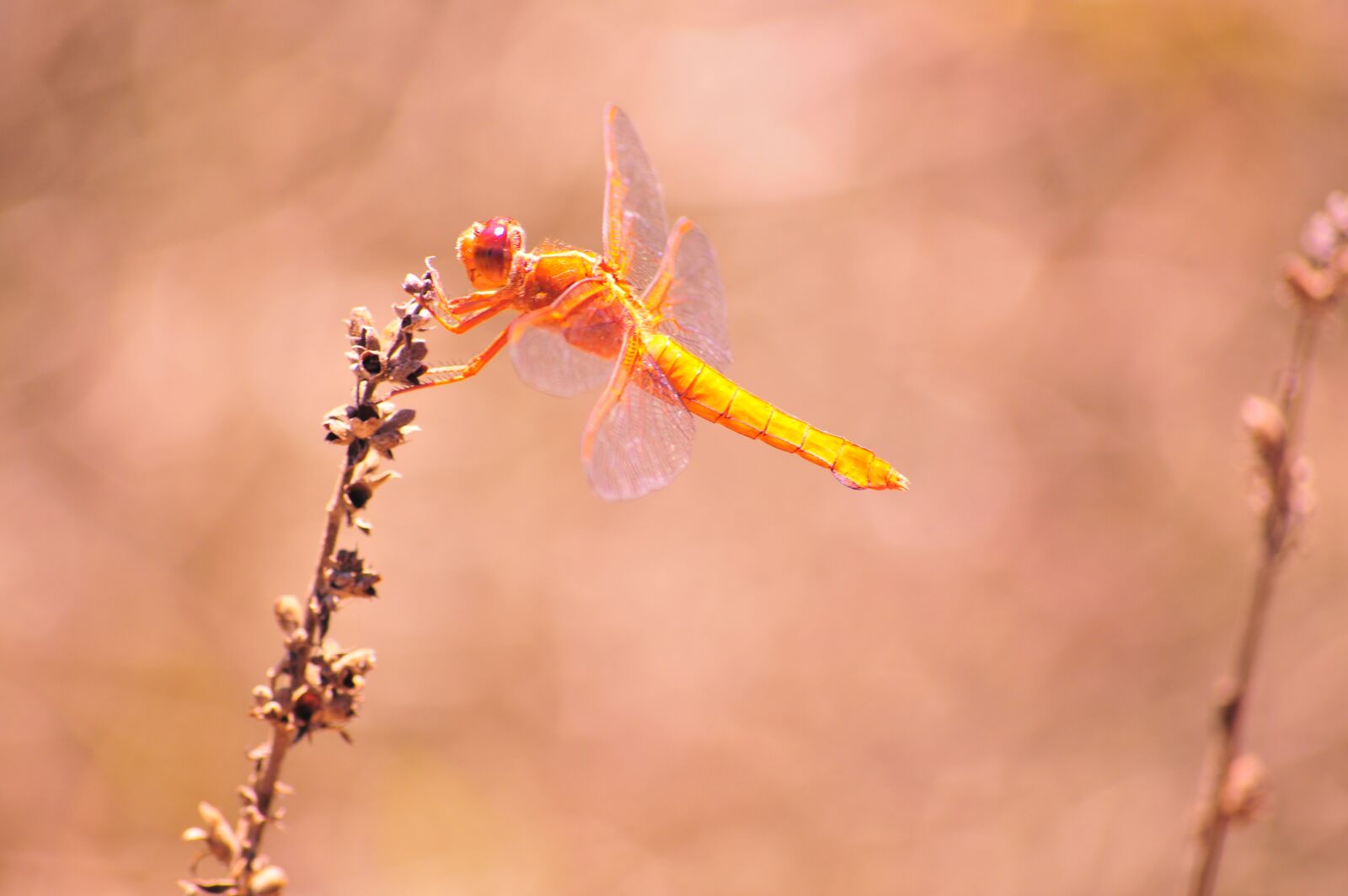 Nikon D300 sample photo. Dragonfly, fly, flying photography