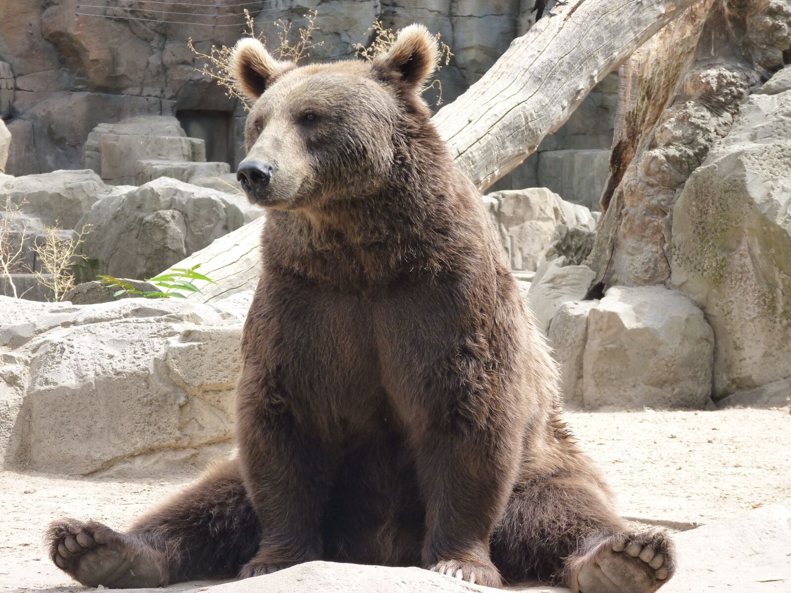 Panasonic Lumix DMC-FZ35 (Lumix DMC-FZ38) sample photo. Bear, sitting, animal photography