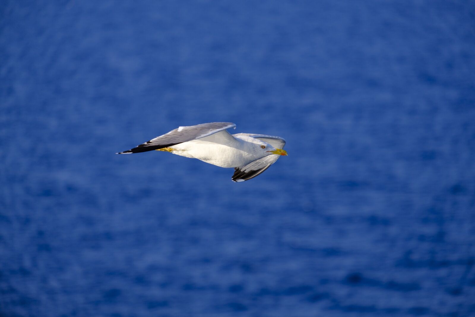 Fujifilm X-T2 + Fujifilm XF 55-200mm F3.5-4.8 R LM OIS sample photo. Seagull, bird, water bird photography
