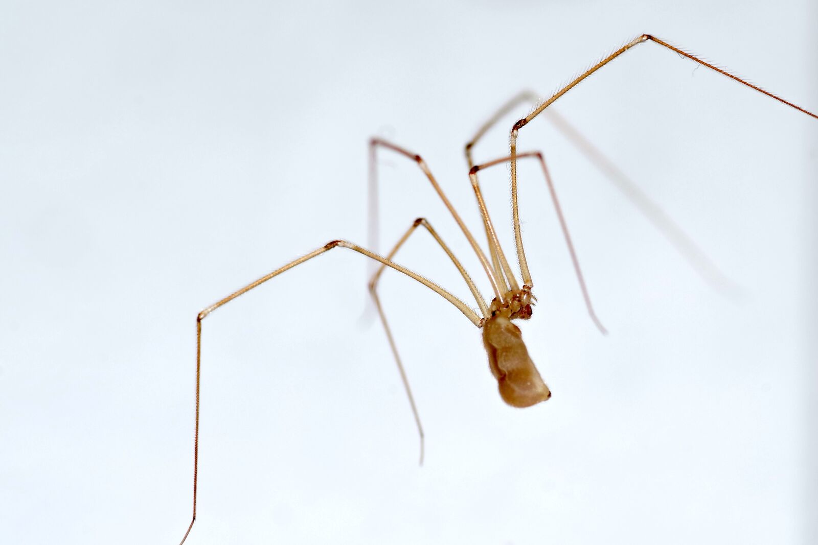 Pentax K-S2 sample photo. Spider, long legs, nasosznik photography