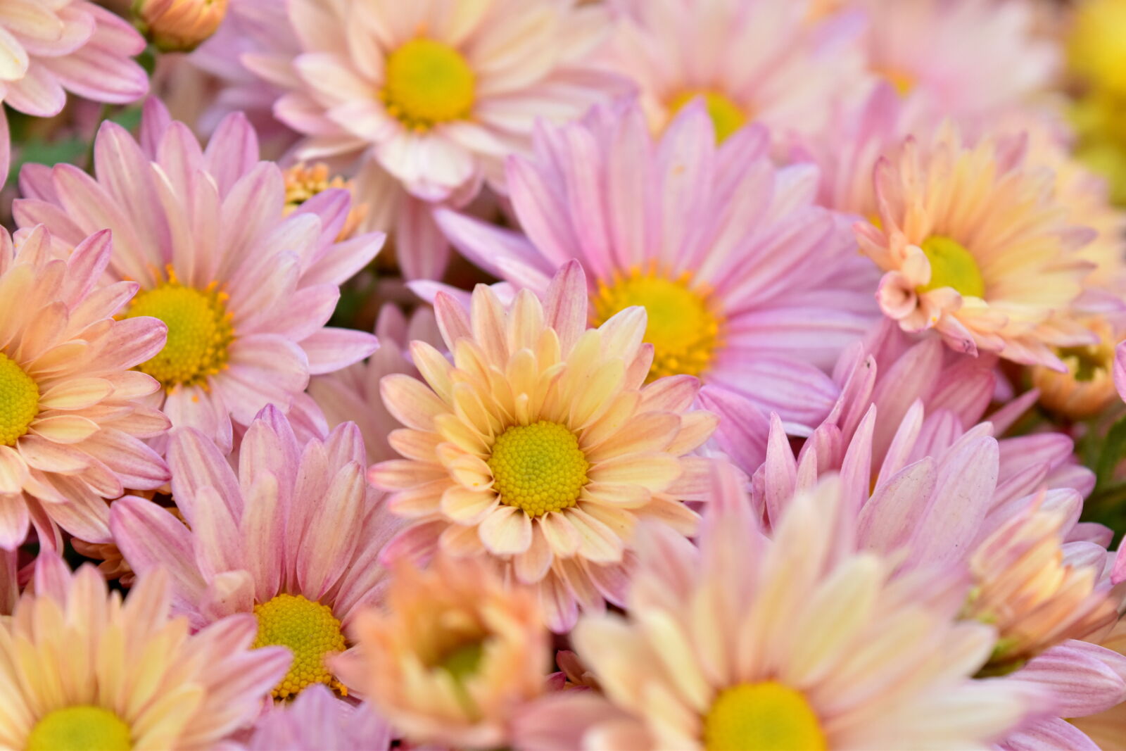 Nikon D5500 sample photo. Beautiful, flowers, bunch, of photography