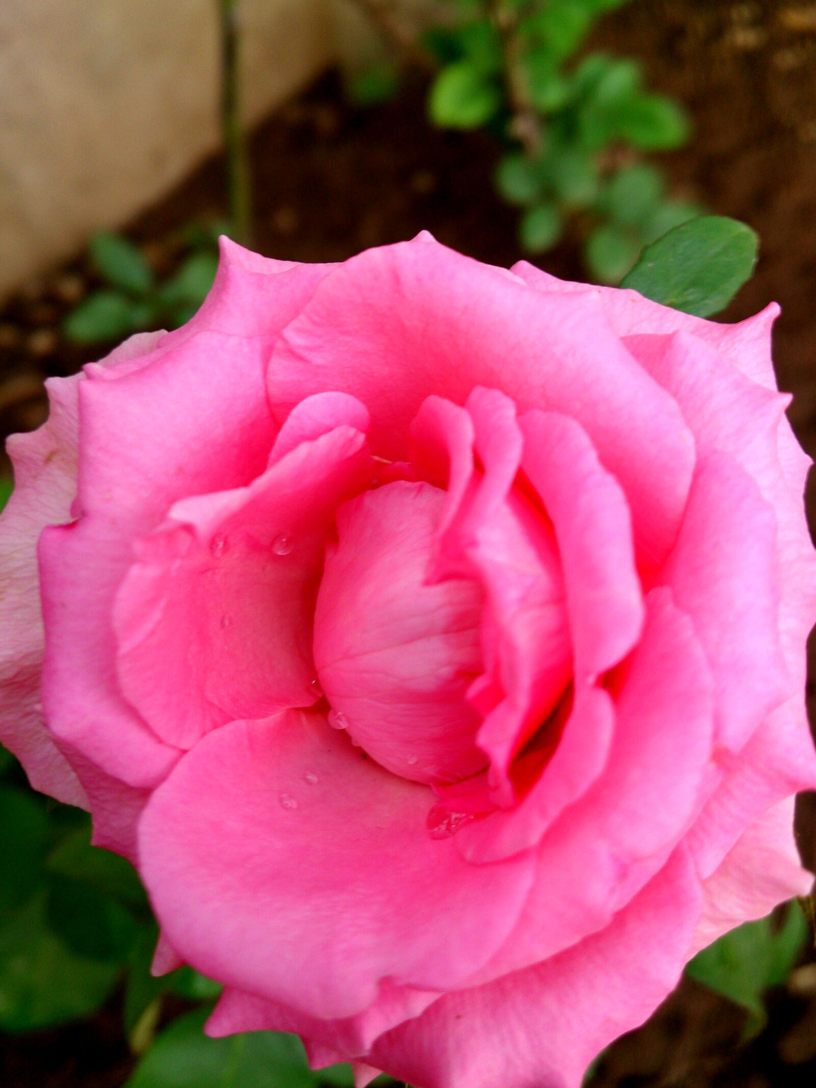 Sony Xperia ZR sample photo. Pink, rose photography