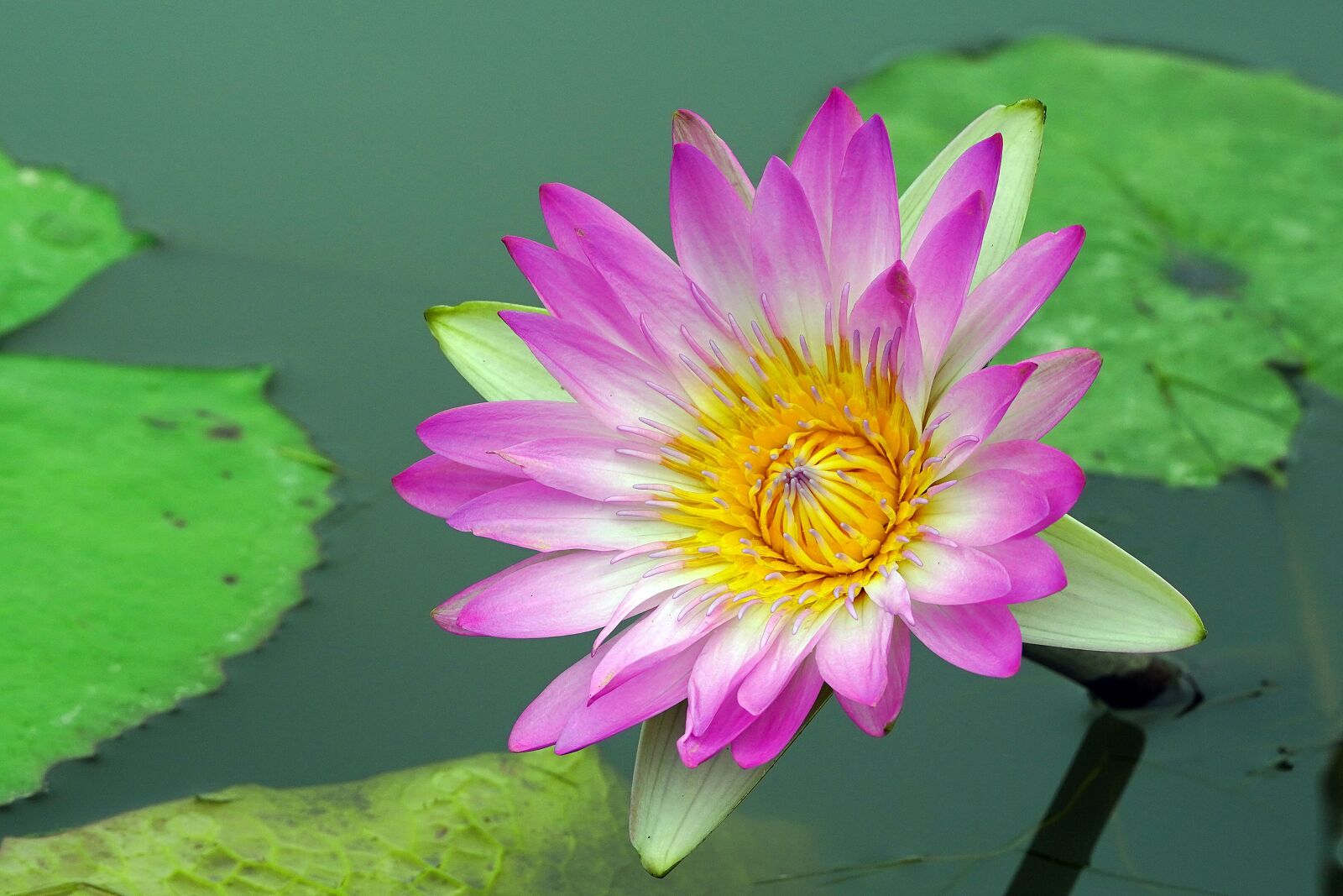 Sony a7R III + Sony FE 90mm F2.8 Macro G OSS sample photo. Red flower, lotus flower photography