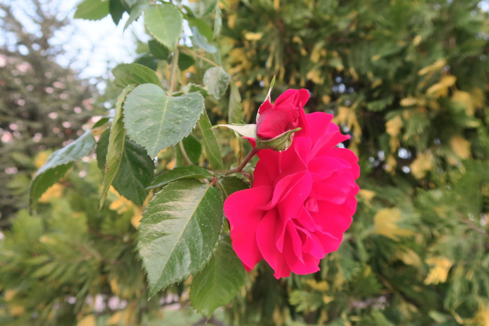 Canon PowerShot G7 X sample photo. Rose, red rose, nature photography