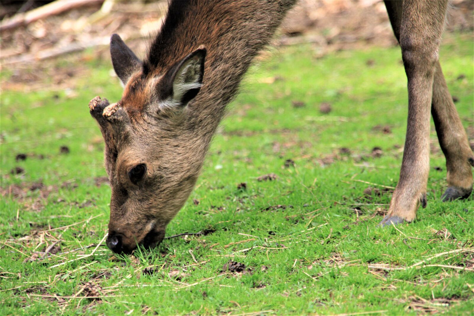 Canon EOS 500D (EOS Rebel T1i / EOS Kiss X3) sample photo. Roe deer, public record photography
