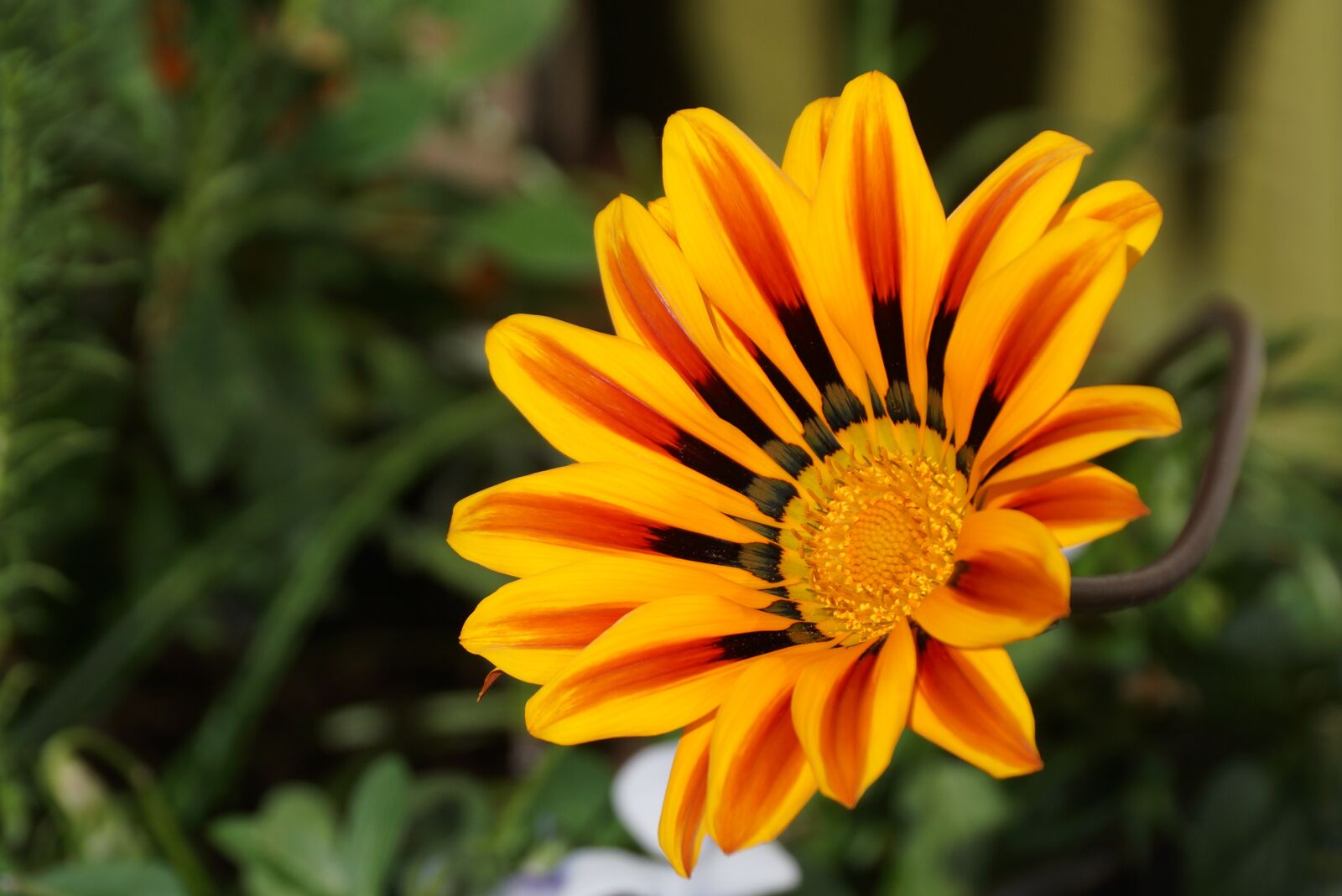 Sony DT 18-250mm F3.5-6.3 sample photo. Yellow, orange, gazania photography