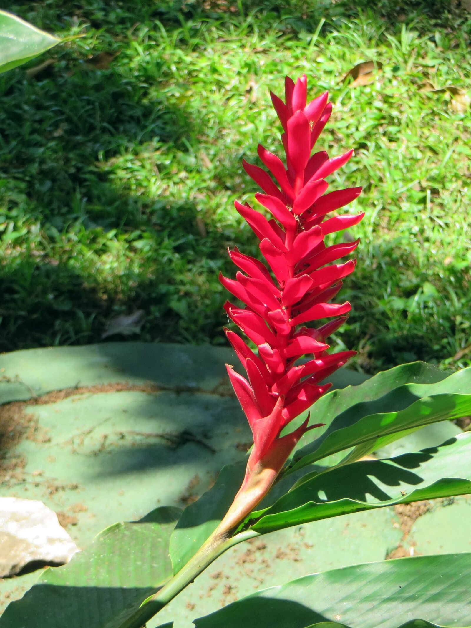 Canon PowerShot SX270 HS sample photo. Mexico, red flower, epi photography