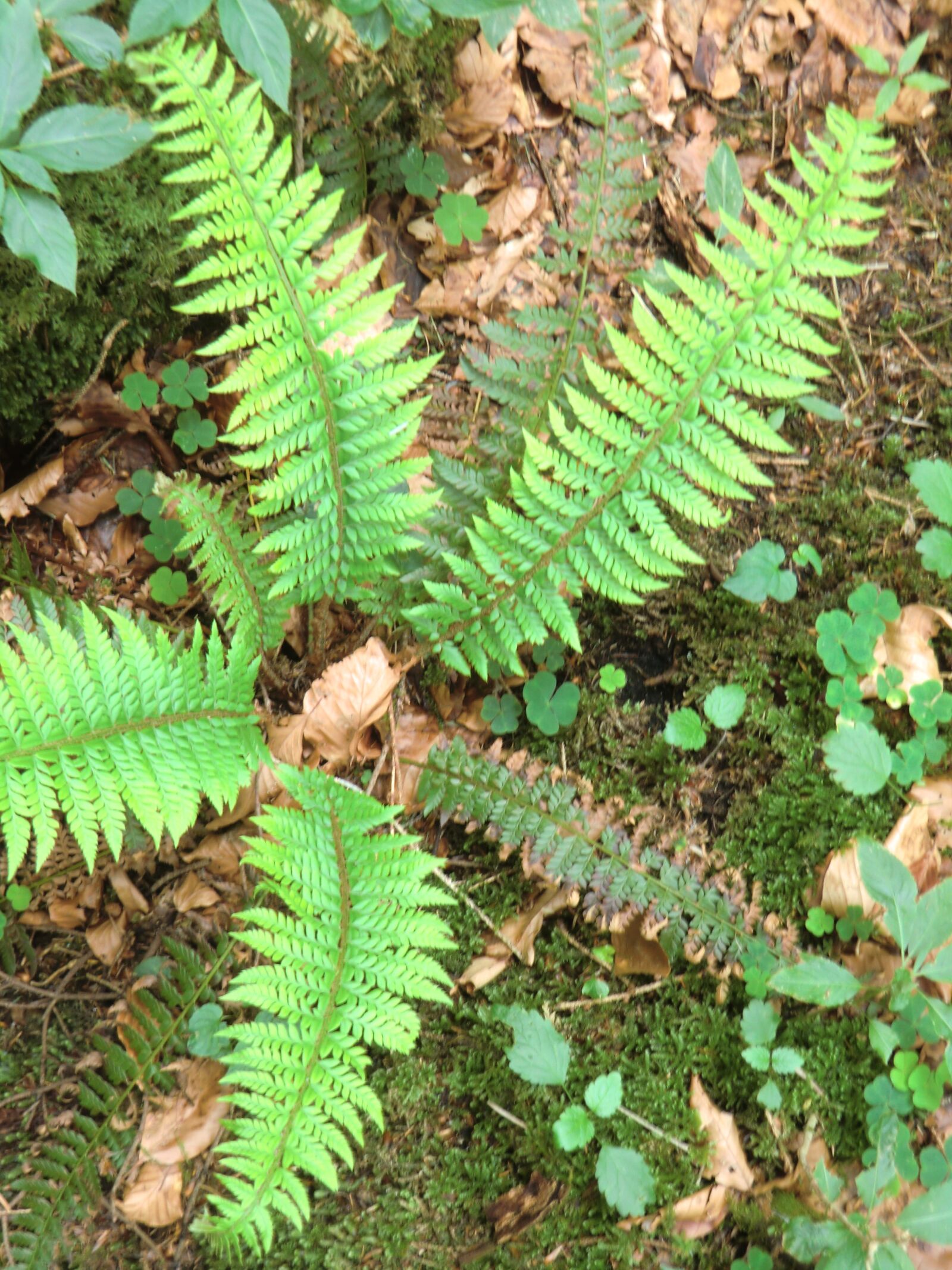 CASIO EX-H15 sample photo. Fern, forest, nature photography