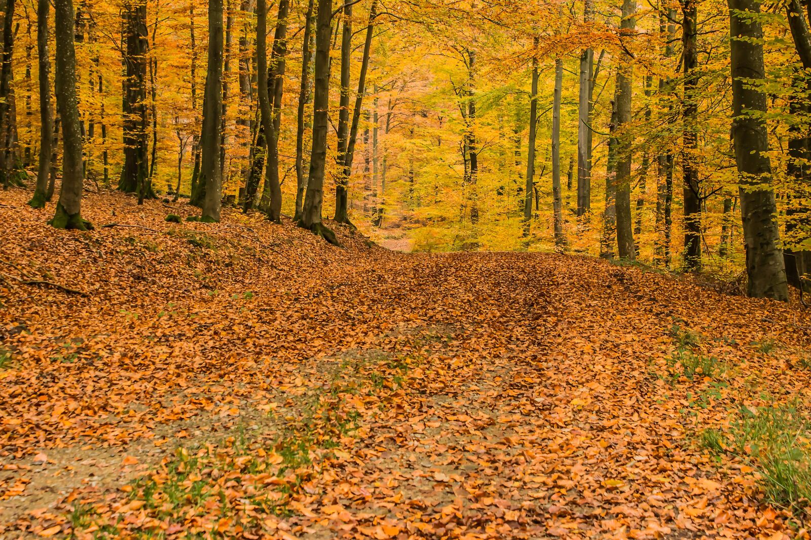 Canon EOS 650D (EOS Rebel T4i / EOS Kiss X6i) sample photo. Deciduous forest, beech wood photography