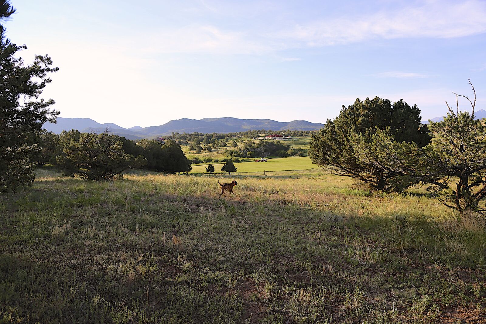 Canon EOS 6D + Canon EF 24-105mm F4L IS USM sample photo. Colorado, countryside, vizsla photography