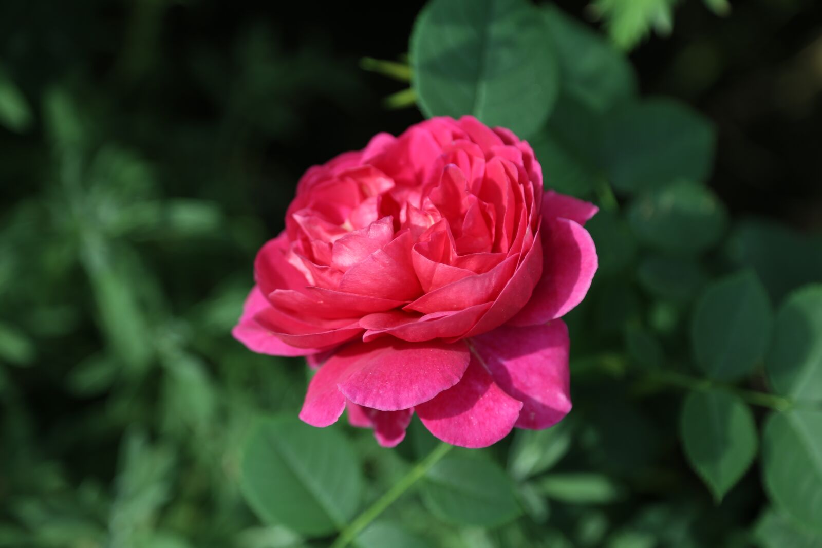 Canon EOS 6D + Canon EF 24-105mm F4L IS USM sample photo. Flower, nature, free image photography