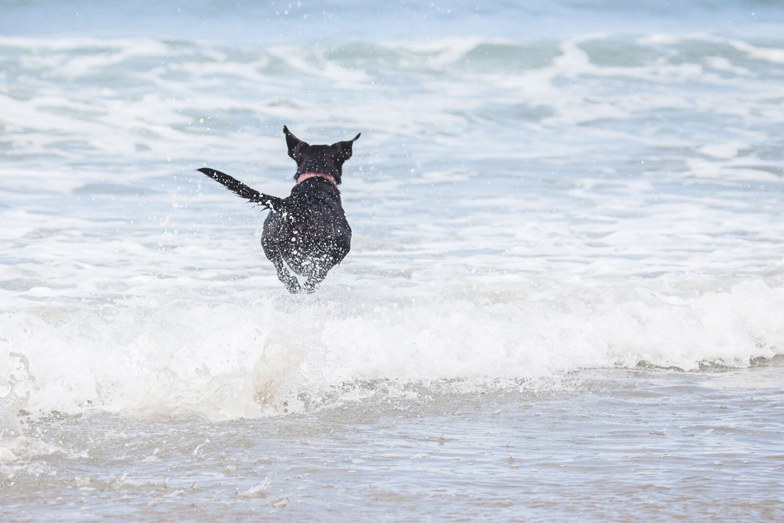 Canon EF 100-400mm F4.5-5.6L IS USM sample photo. Dog, beach, waves photography