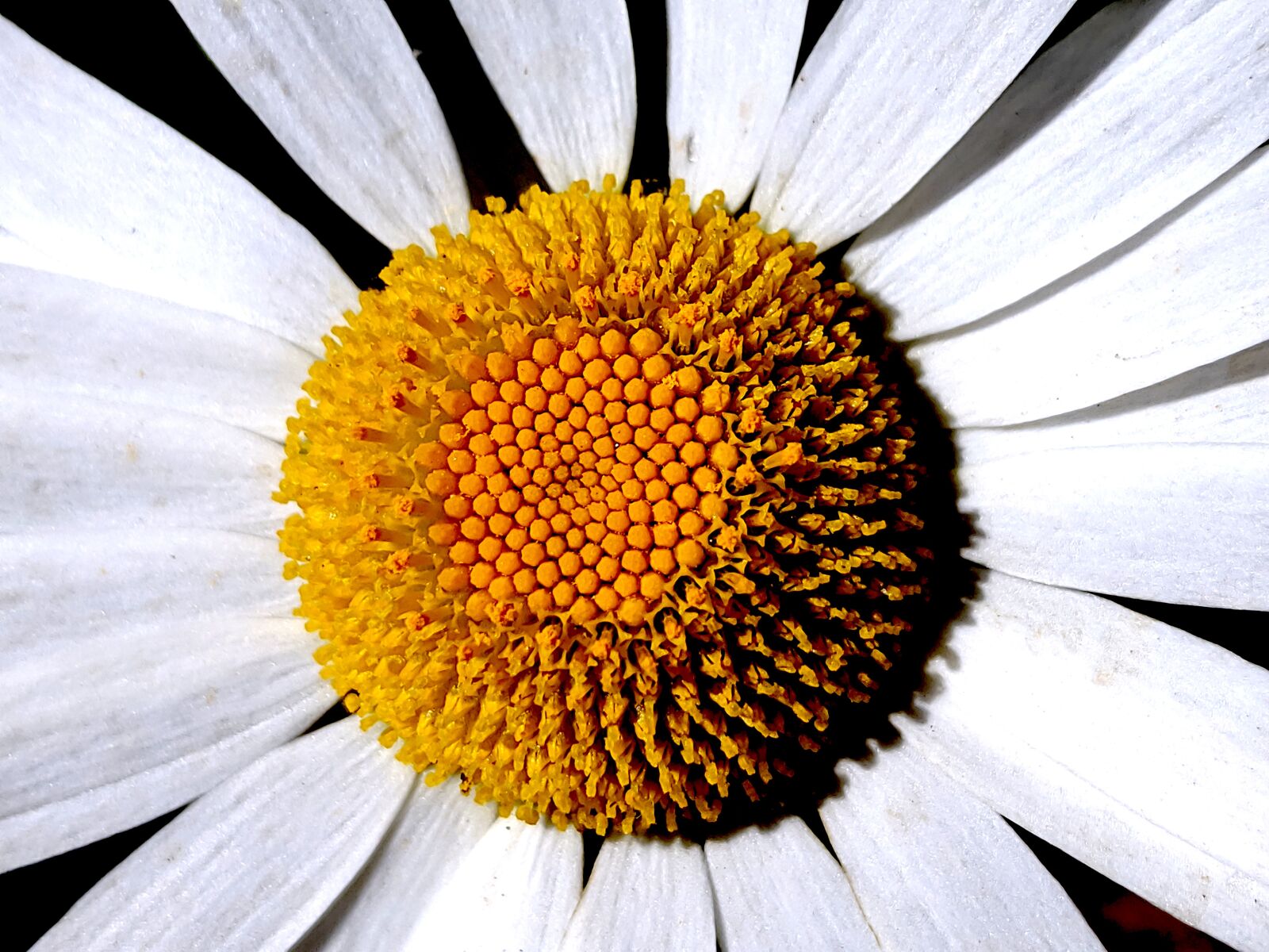 Xiaomi POCO F1 sample photo. Daisy, macro, flower photography