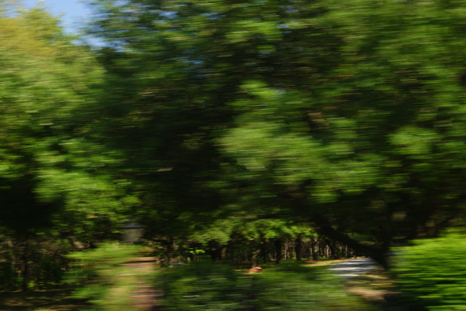 Sony Alpha DSLR-A230 + Sony DT 18-55mm F3.5-5.6 SAM sample photo. Trees, in, motion photography