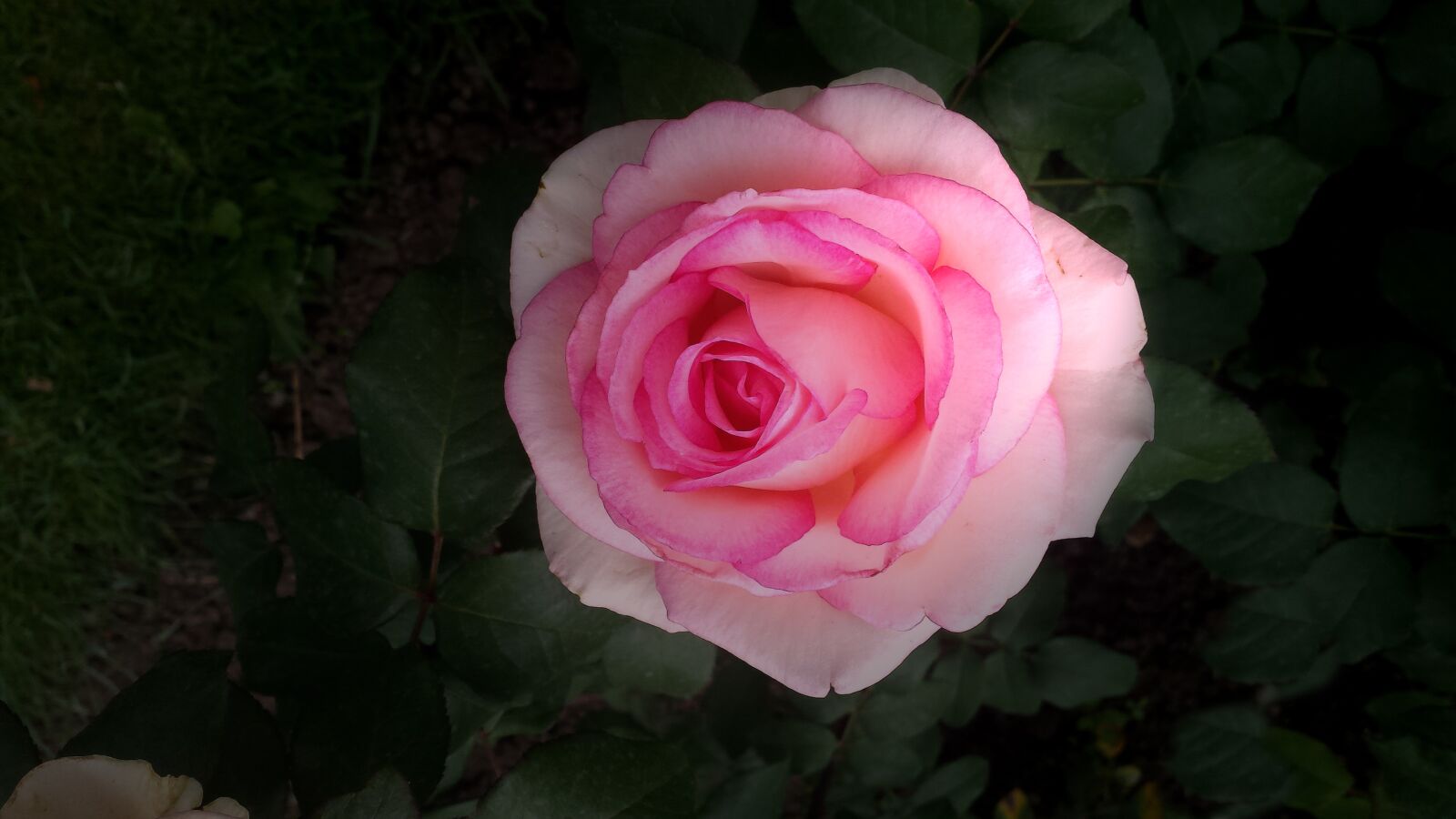 Samsung Galaxy S4 sample photo. Rose, floribunda, blossom photography
