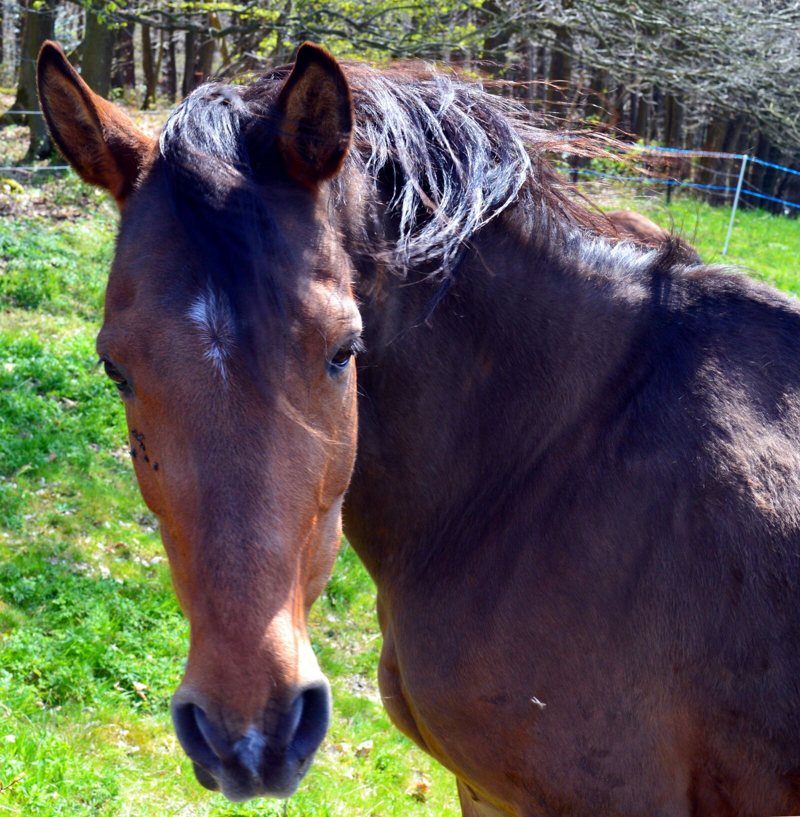 Nikon D3200 sample photo. Horse, equus caballus, ungulate photography
