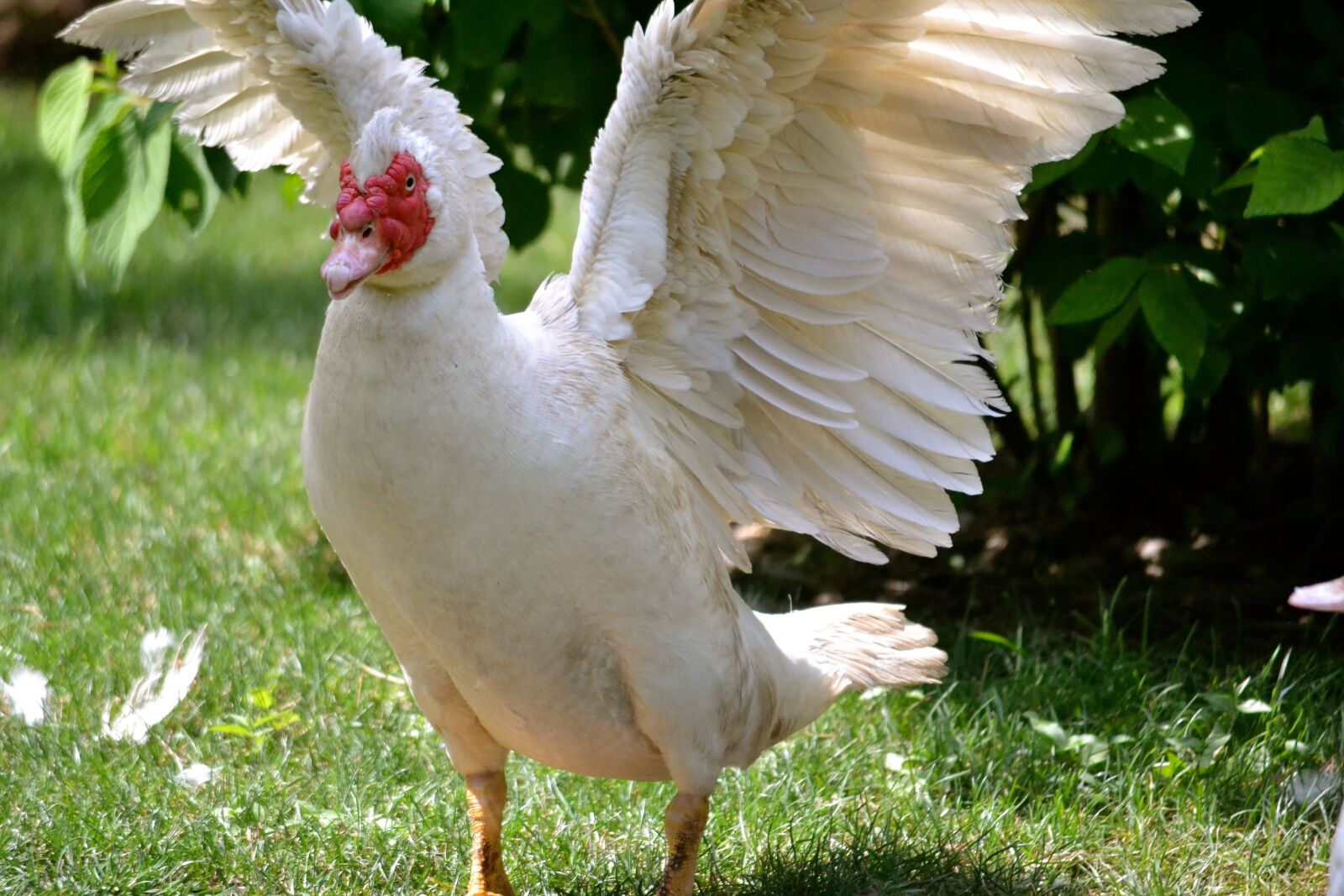 Nikon D3100 sample photo. Chicken, rooster, bird photography