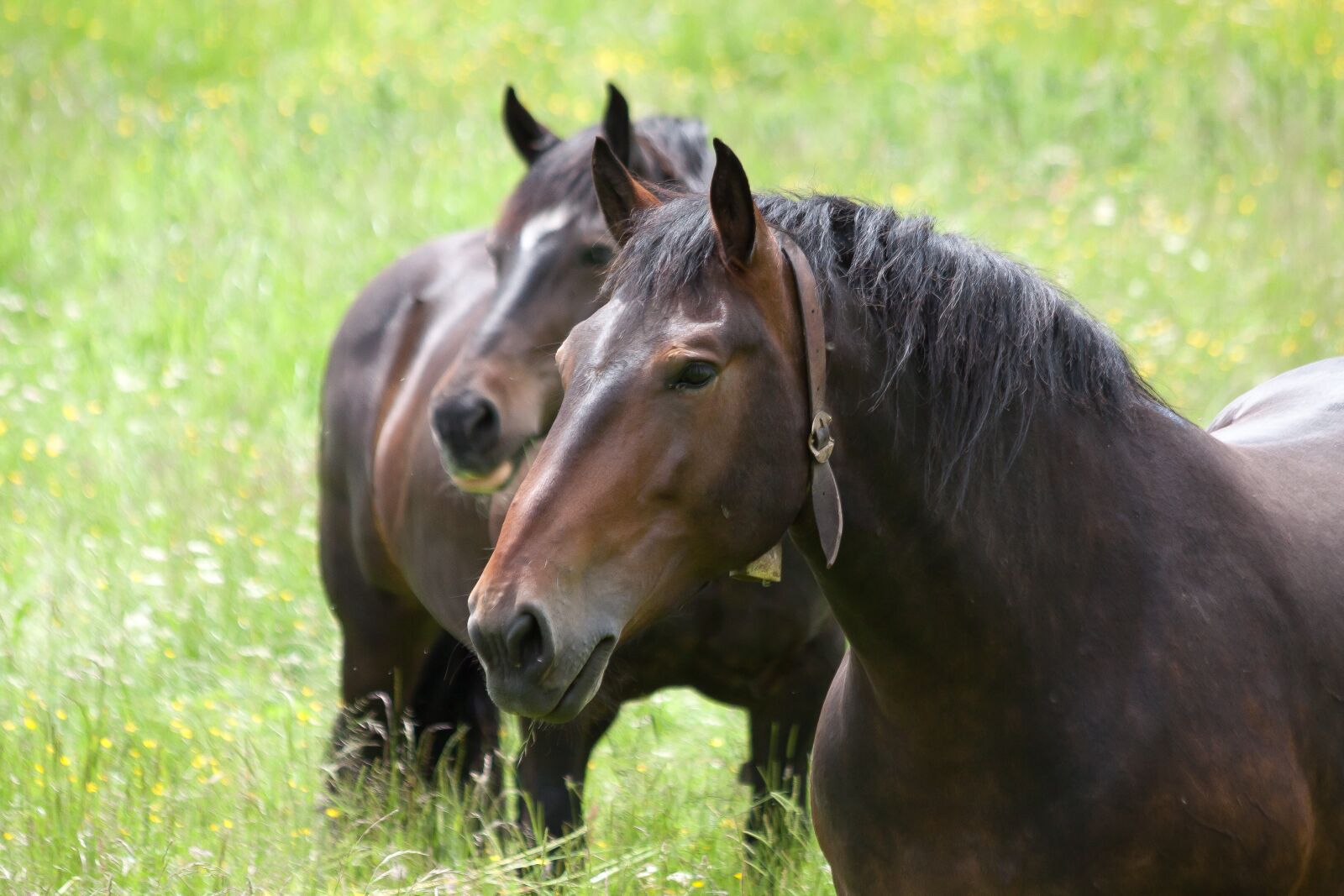 Canon EOS 50D sample photo. Horse, pasture, meadow photography