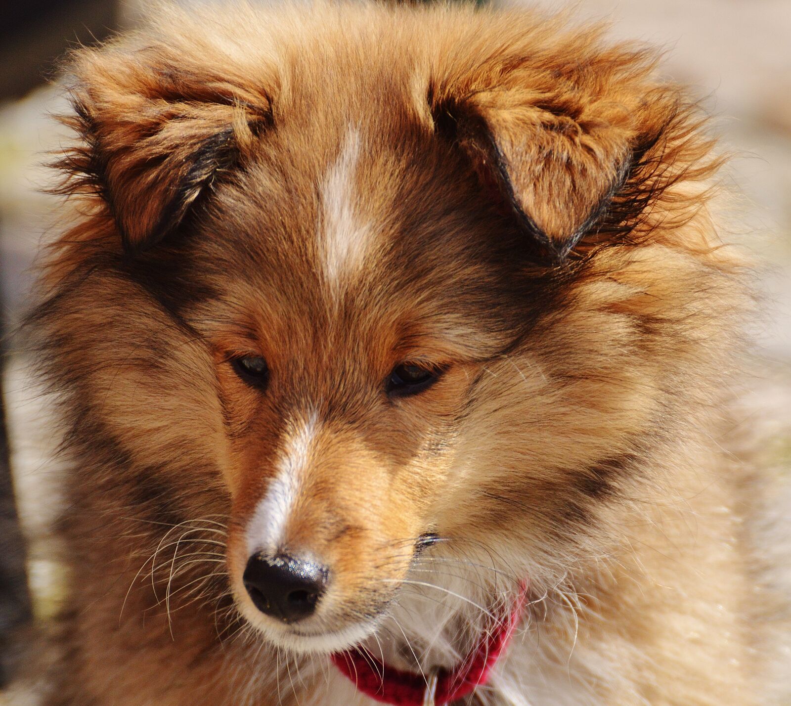 Nikon D3200 sample photo. Collie, mini colli, young photography