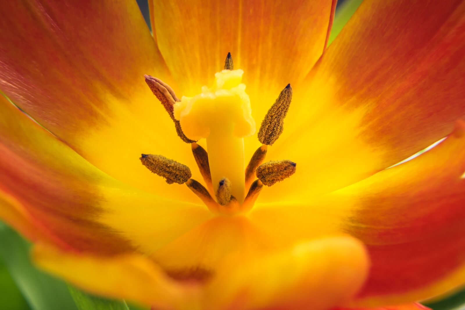 Sony a6000 sample photo. Tulip, flower, blossom photography