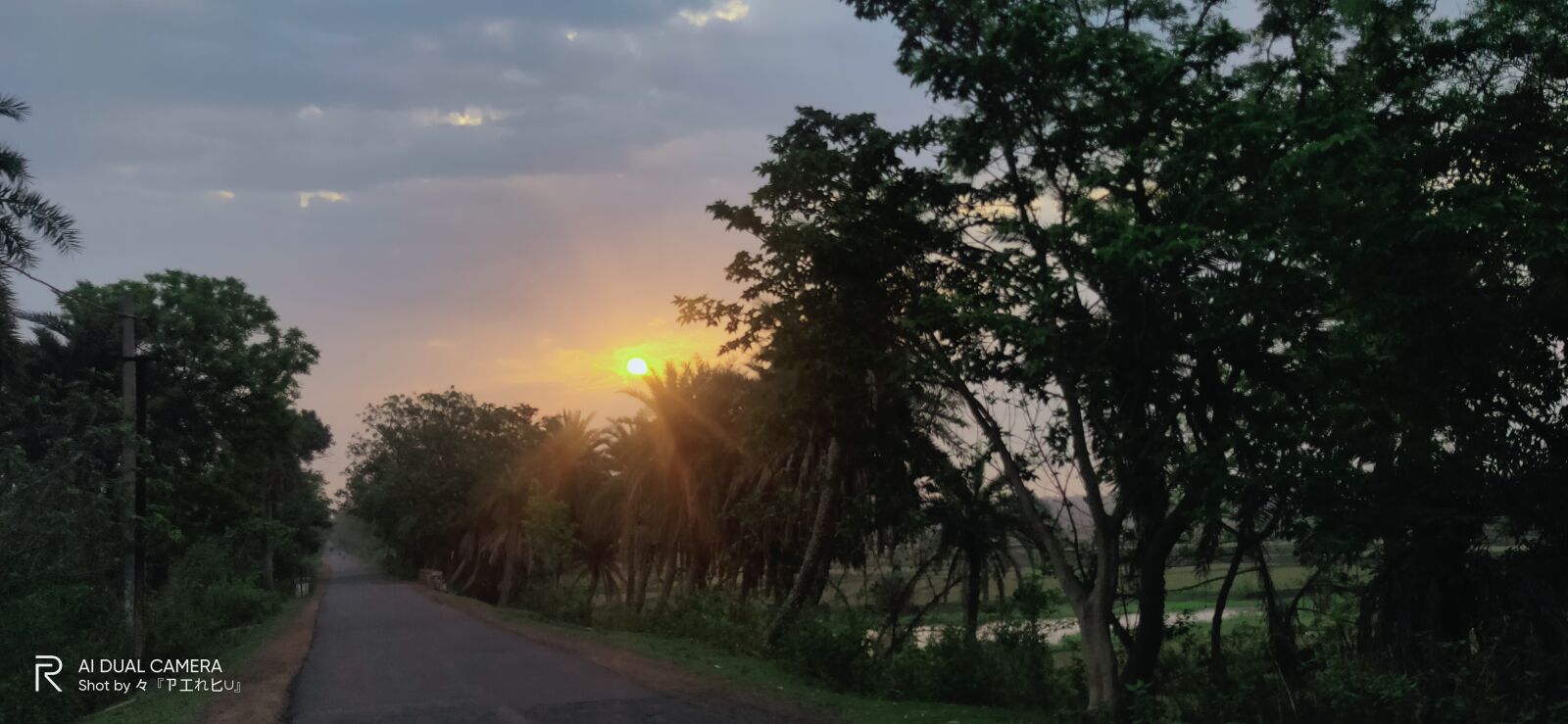 Realme 3 PRO sample photo. Road, sunrise, tree photography