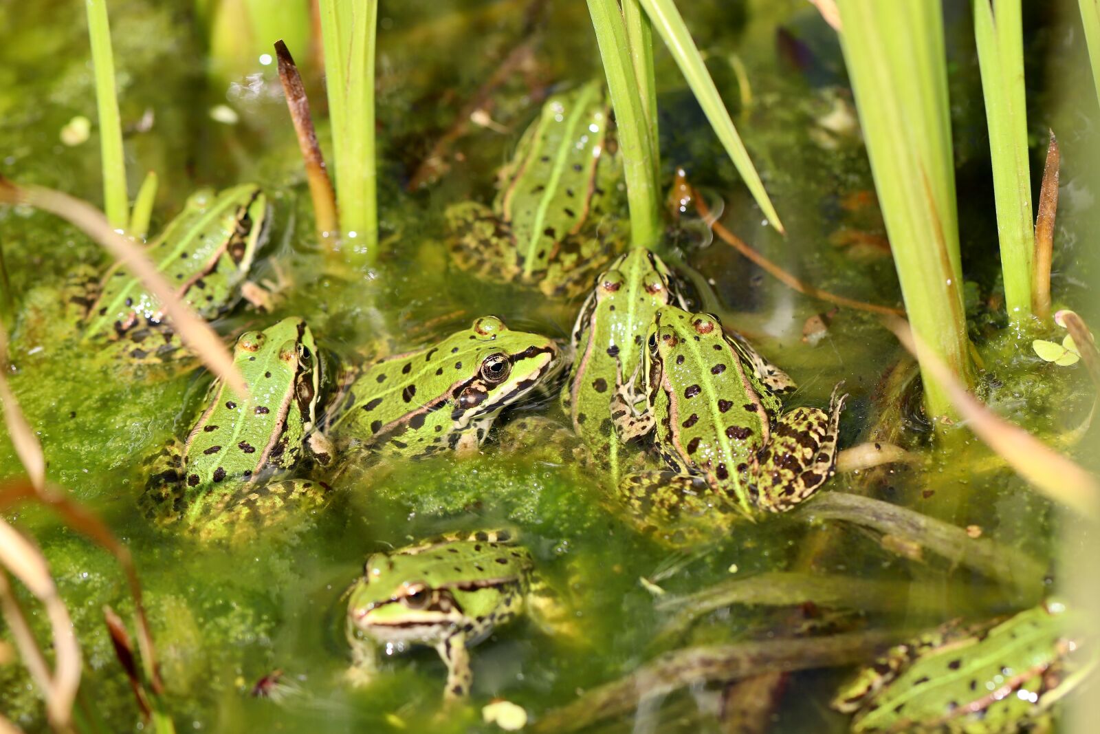 Canon EOS 800D (EOS Rebel T7i / EOS Kiss X9i) + Canon EF 100mm F2.8L Macro IS USM sample photo. Frogs, pond frogs, pond photography