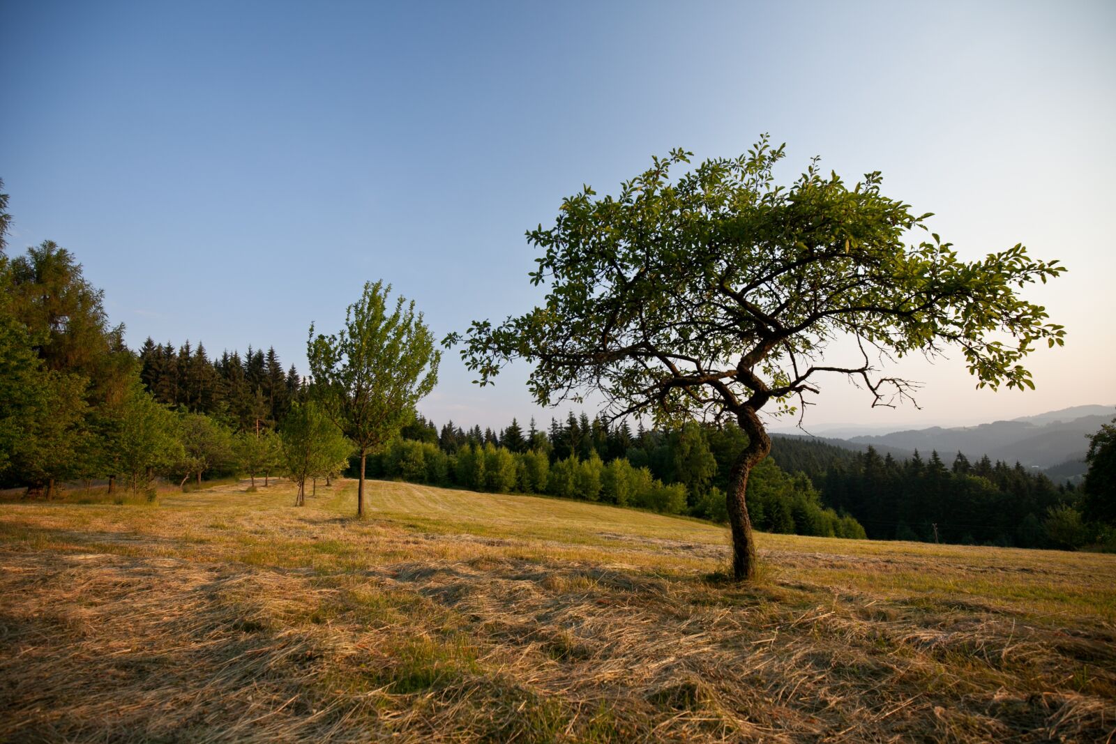 Canon EF 16-35mm F4L IS USM sample photo. Tree, grass, landscape photography