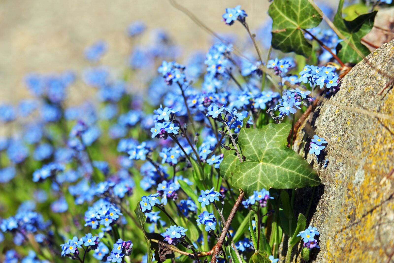 Canon EOS 700D (EOS Rebel T5i / EOS Kiss X7i) sample photo. Forget me not, spring photography