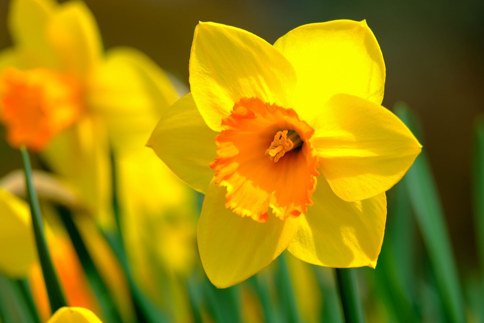 Fujifilm X-T3 sample photo. Narcissus, flower, spring photography