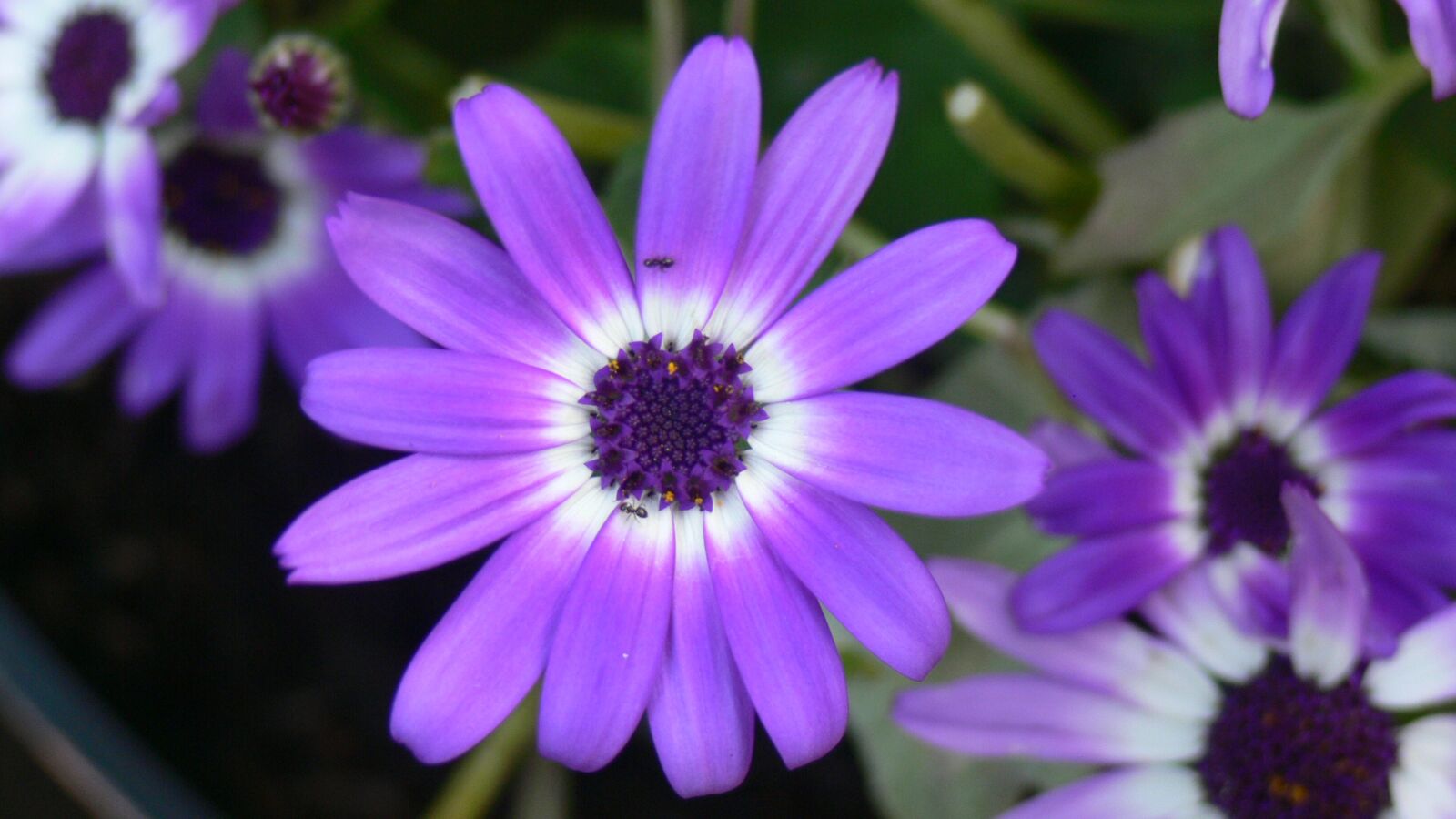 Panasonic DMC-FZ30 sample photo. Daisy, purple, flower photography