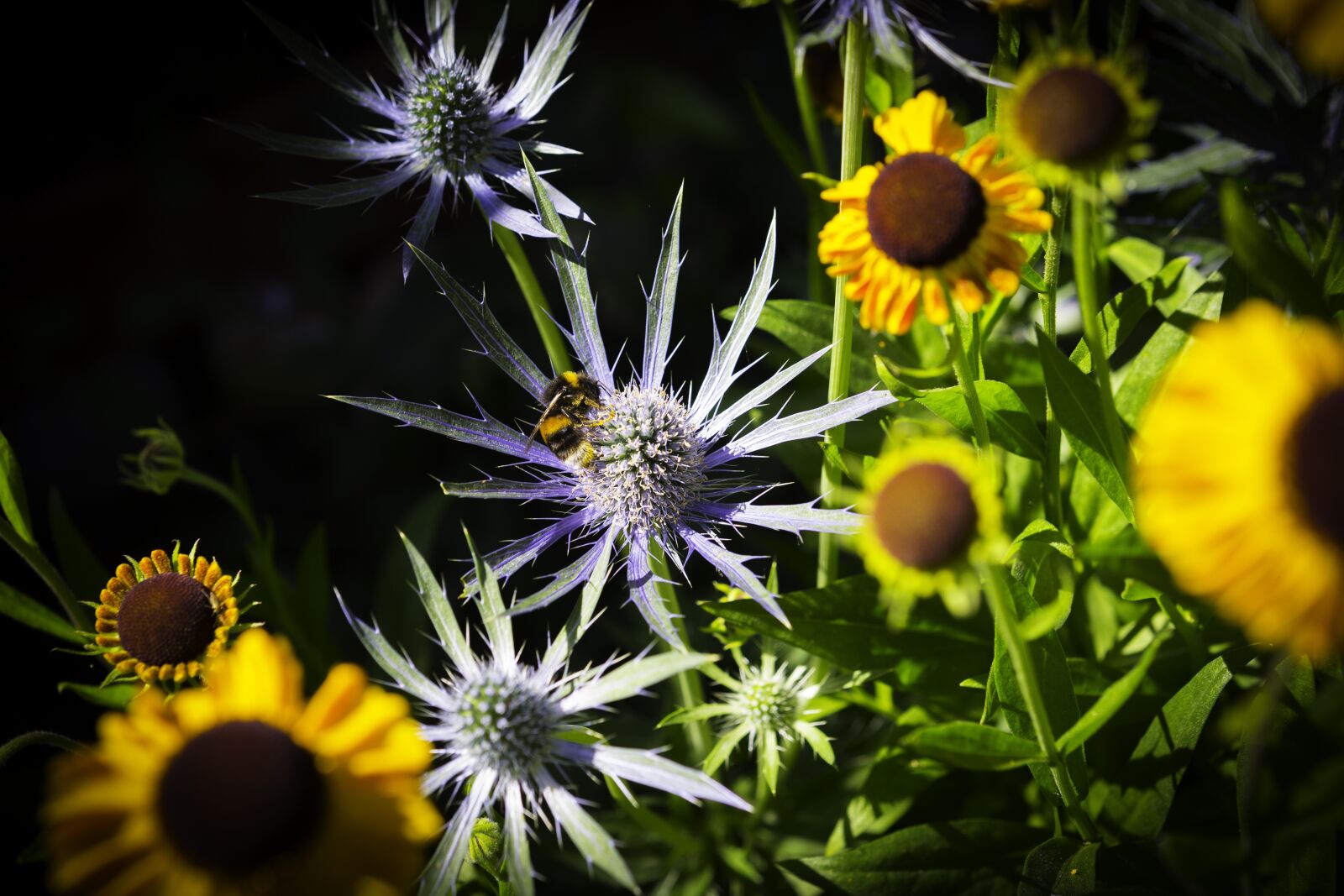 Canon EOS-1D X sample photo. Eryngium, sea holly, rudbeckia photography