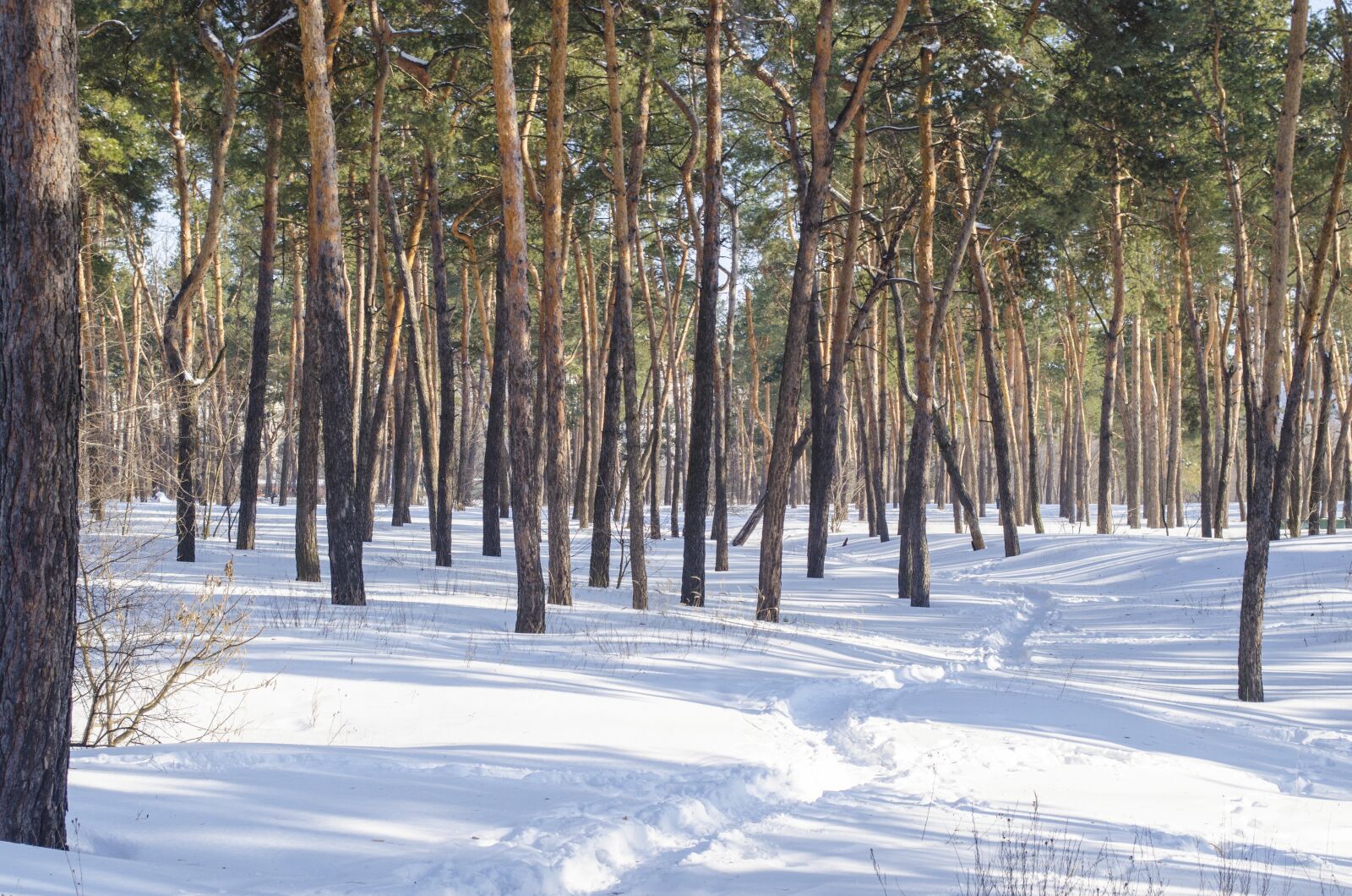 Nikon D5100 sample photo. Tree, wood, winter photography