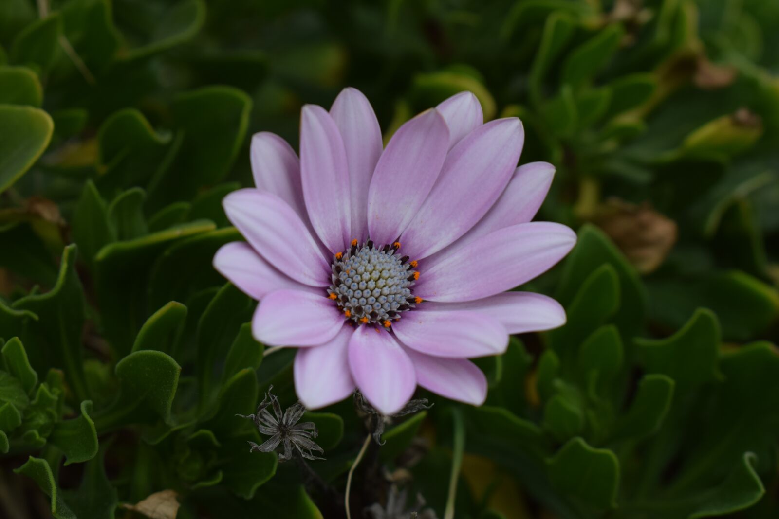 Nikon D3300 sample photo. African daisy, osteospermum, daisy photography
