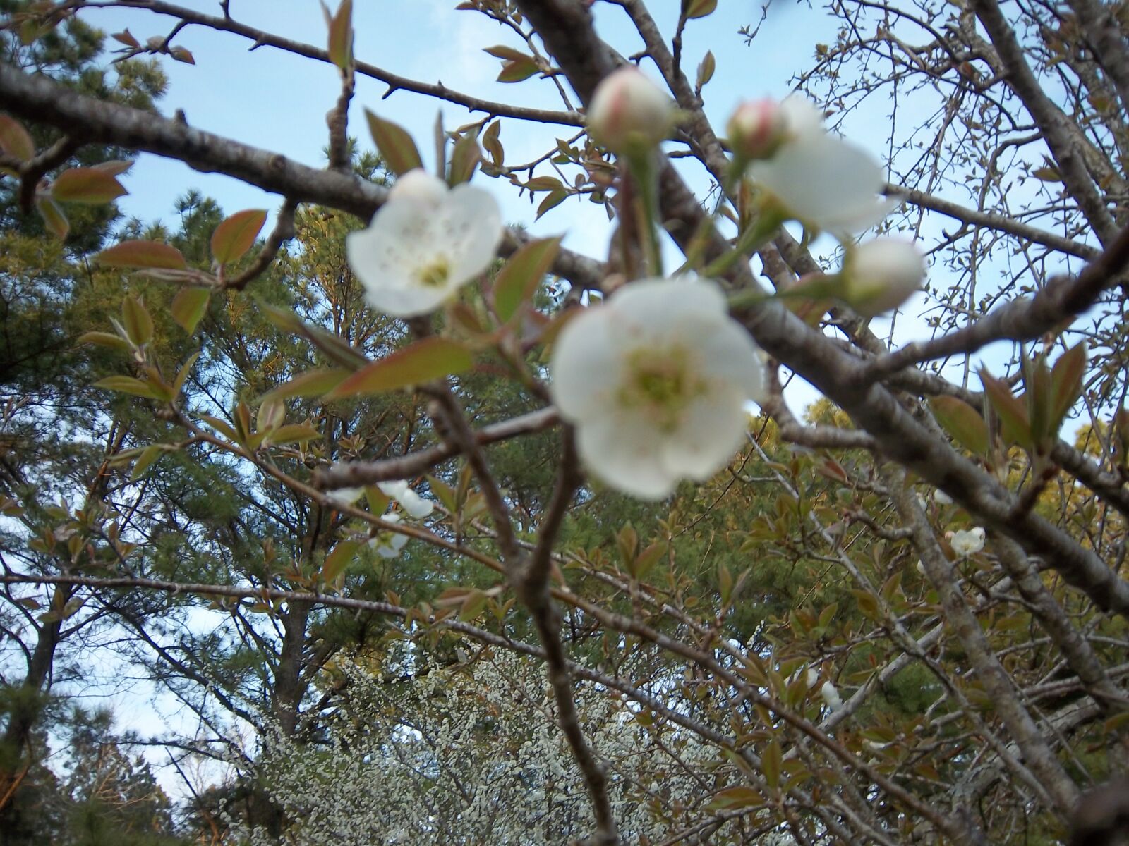 Kodak EasyShare M550 sample photo